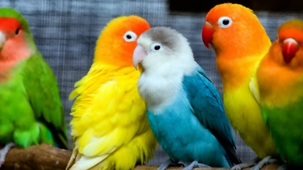 1280x720 Wallpaper For > Love Birds Desktop Wallpaper, Desktop