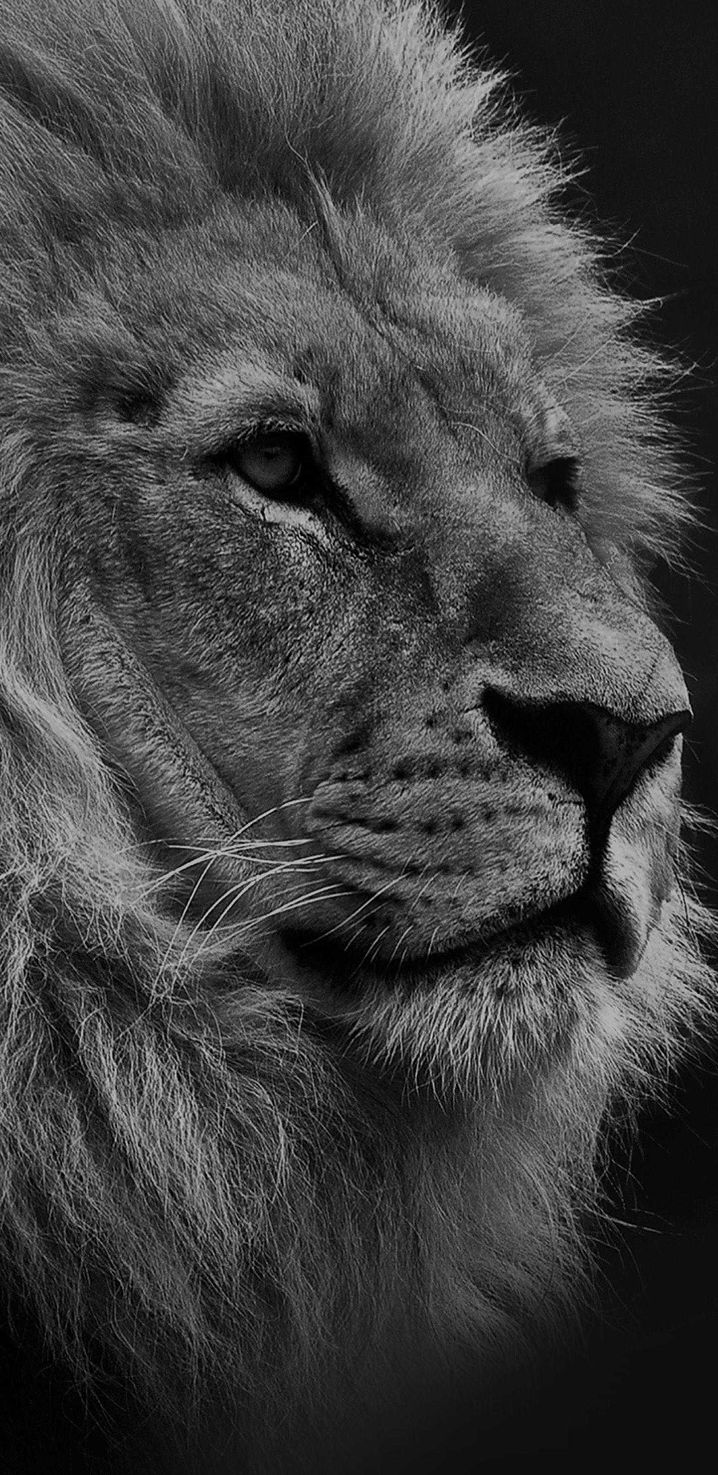 1440x2960 Lion Wallpaper, Phone