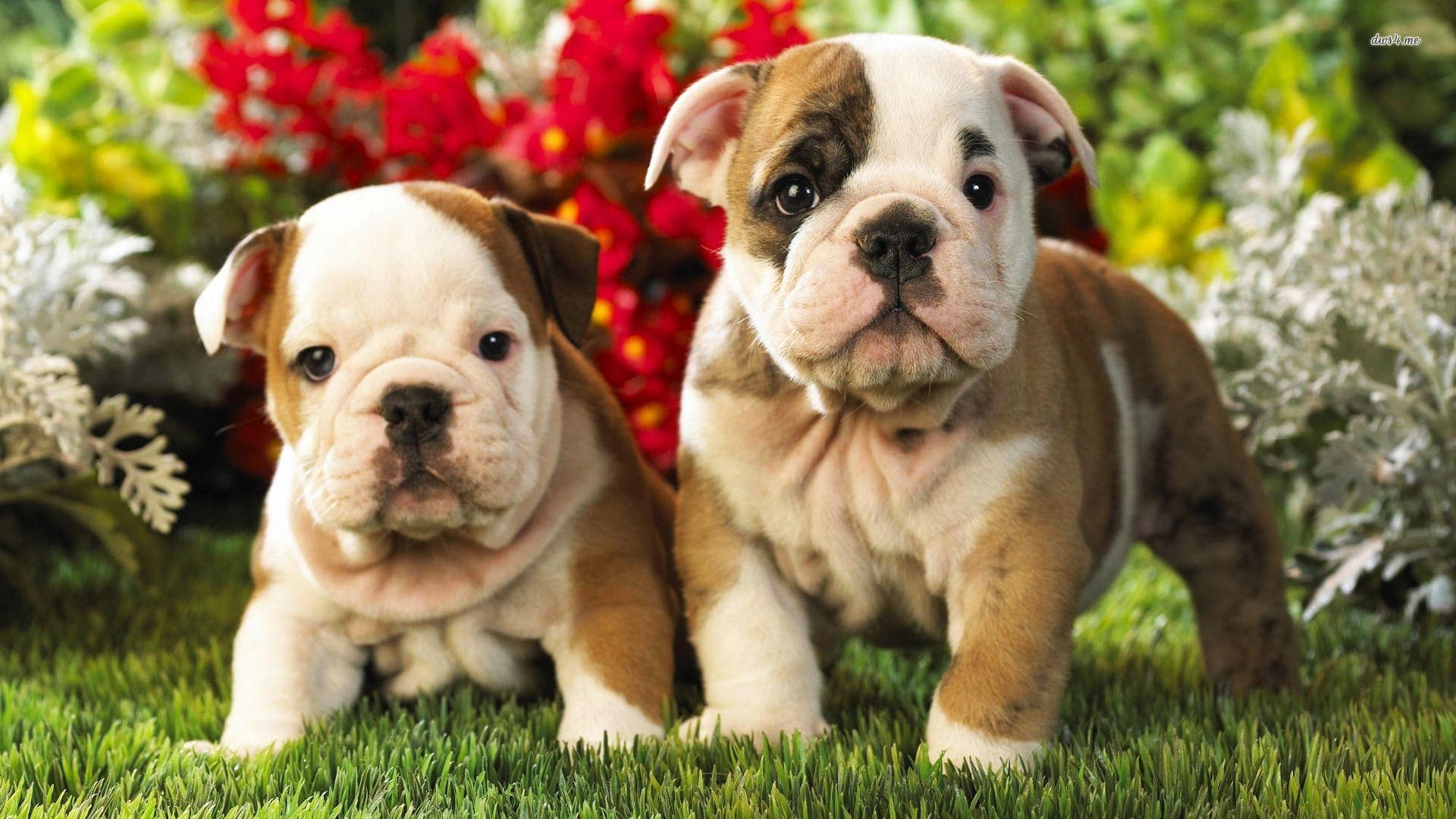 1920x1080 Collection of Puppy Wallpaper on HDWallpaper, Desktop