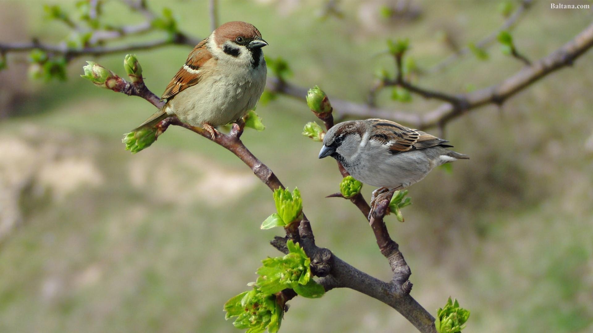 1920x1080 Sparrow HD Wallpaper 31917, Desktop