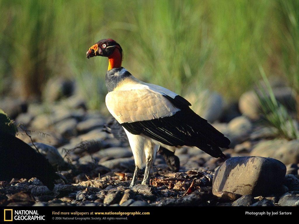 1030x770 King Vulture Picture, King Vulture Desktop Wallpaper, Free, Desktop