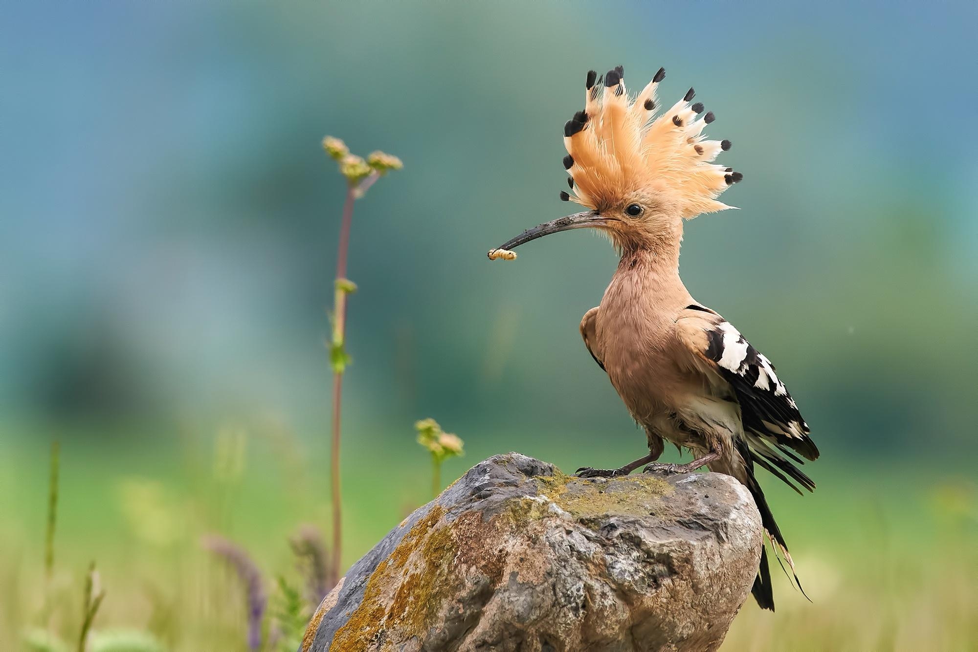 2000x1340 Hoopoe HD Wallpaper, Desktop