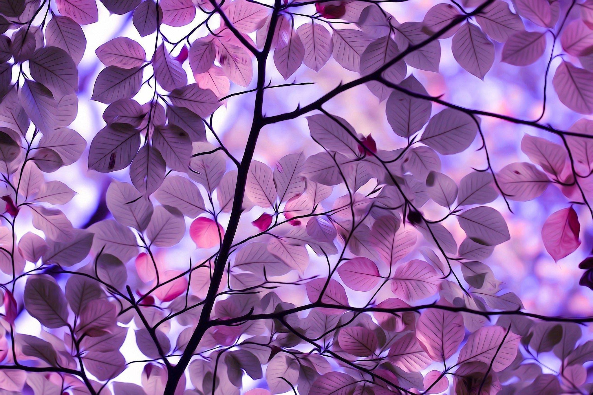 2050x1370 Purple Leaves, HD Nature, 4k Wallpaper, Image, Background, Desktop