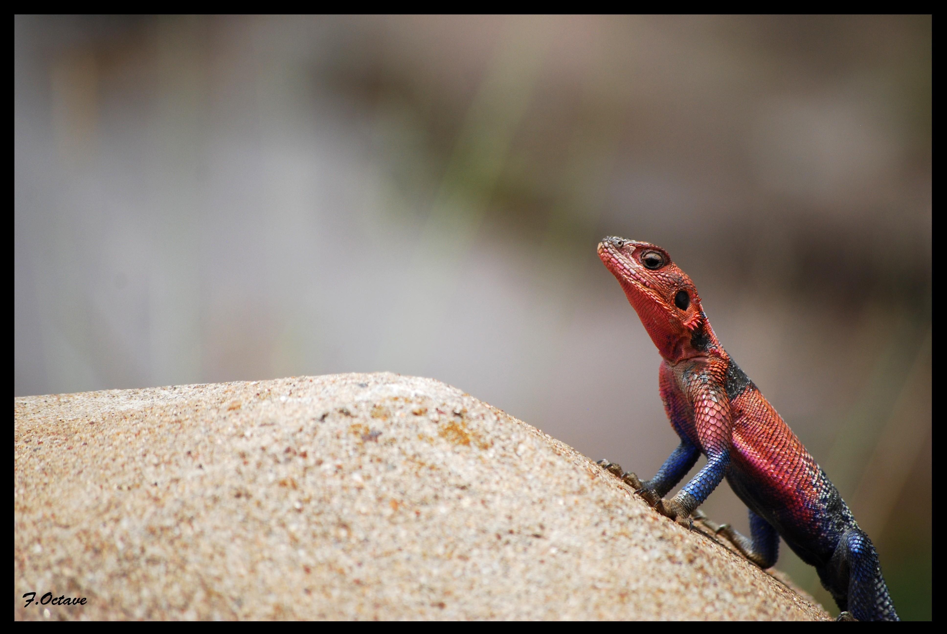 3880x2600 lizards reptiles redheaded rock agama  wallpaper, Desktop