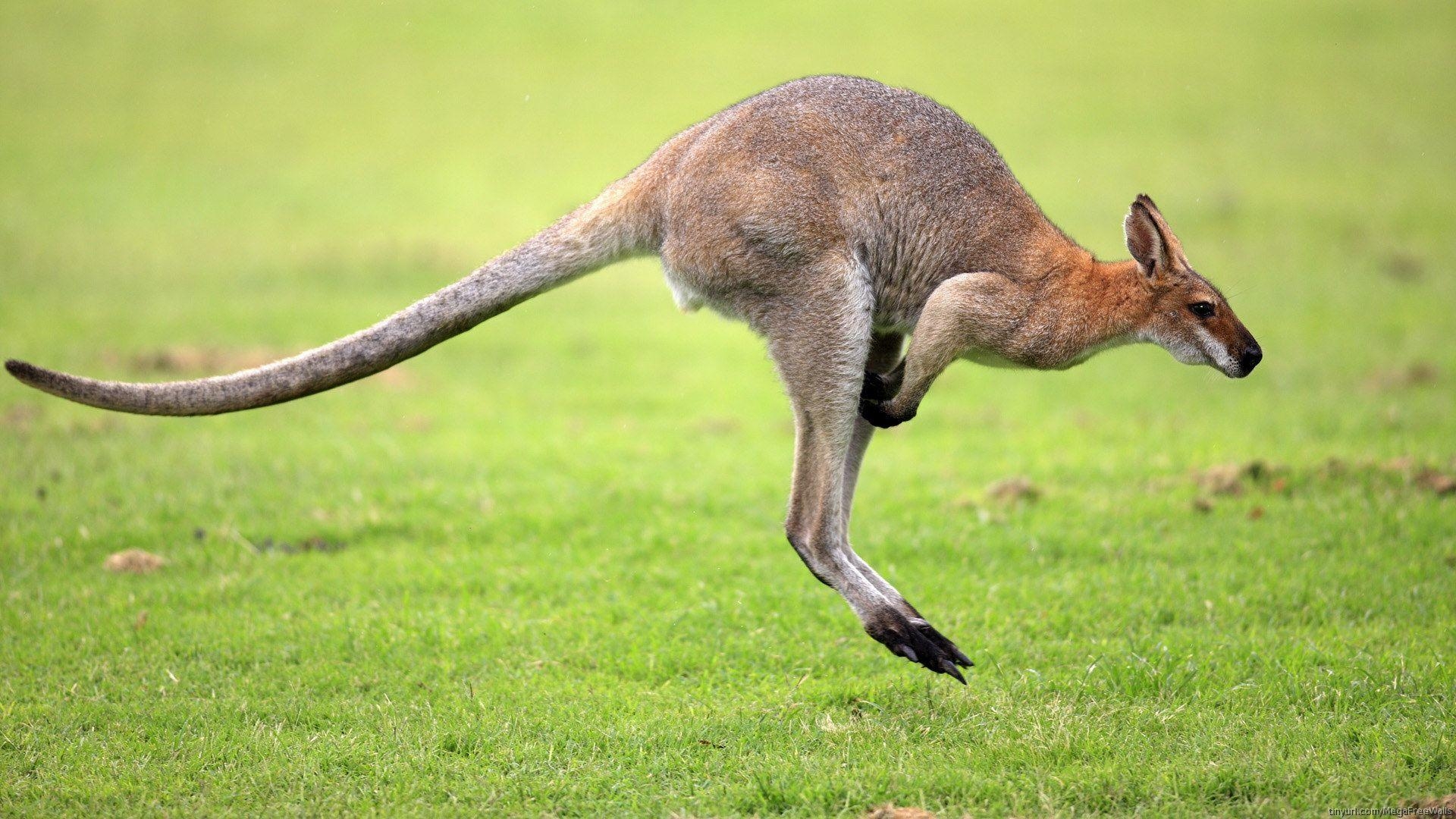 1920x1080 Kangaroo HD Wallpaper. Kangaroo Picture Download, Desktop