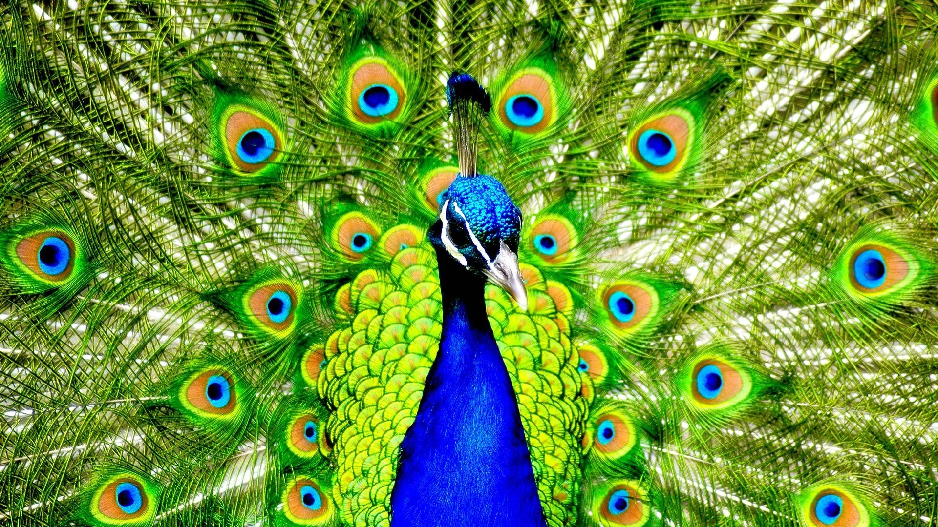 1920x1080 Peacock Wallpaper Home. Large HD Wallpaper Database, Desktop