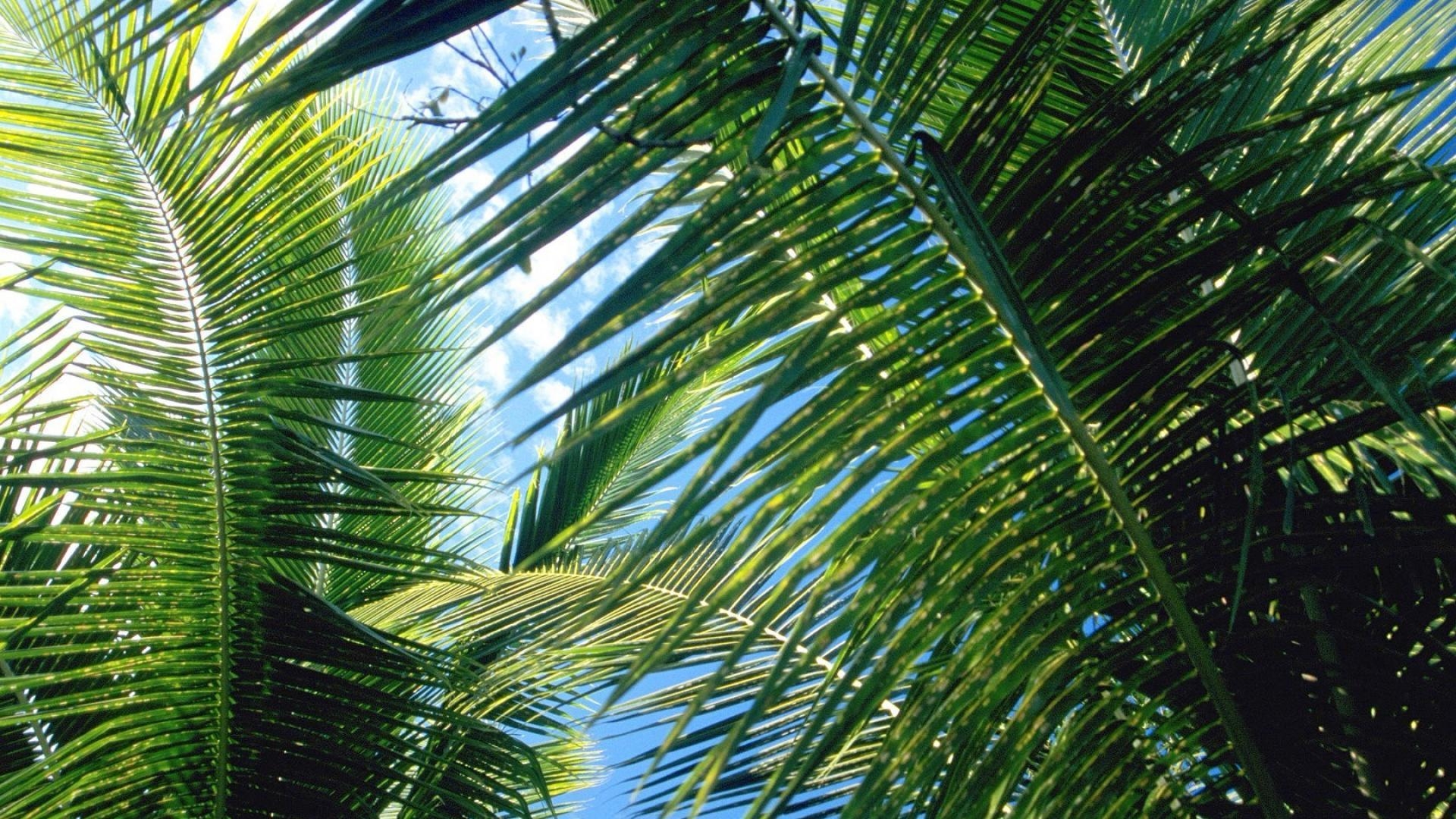 1920x1080 Nature palm leaves trees wallpaper, Desktop