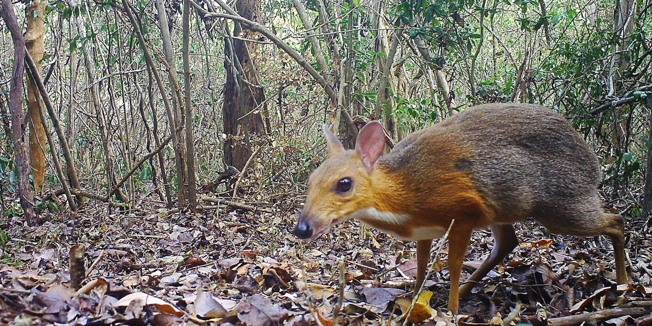 1300x650 Caught On Camera: Lost Mouse Deer Photographed In Wild, Dual Screen