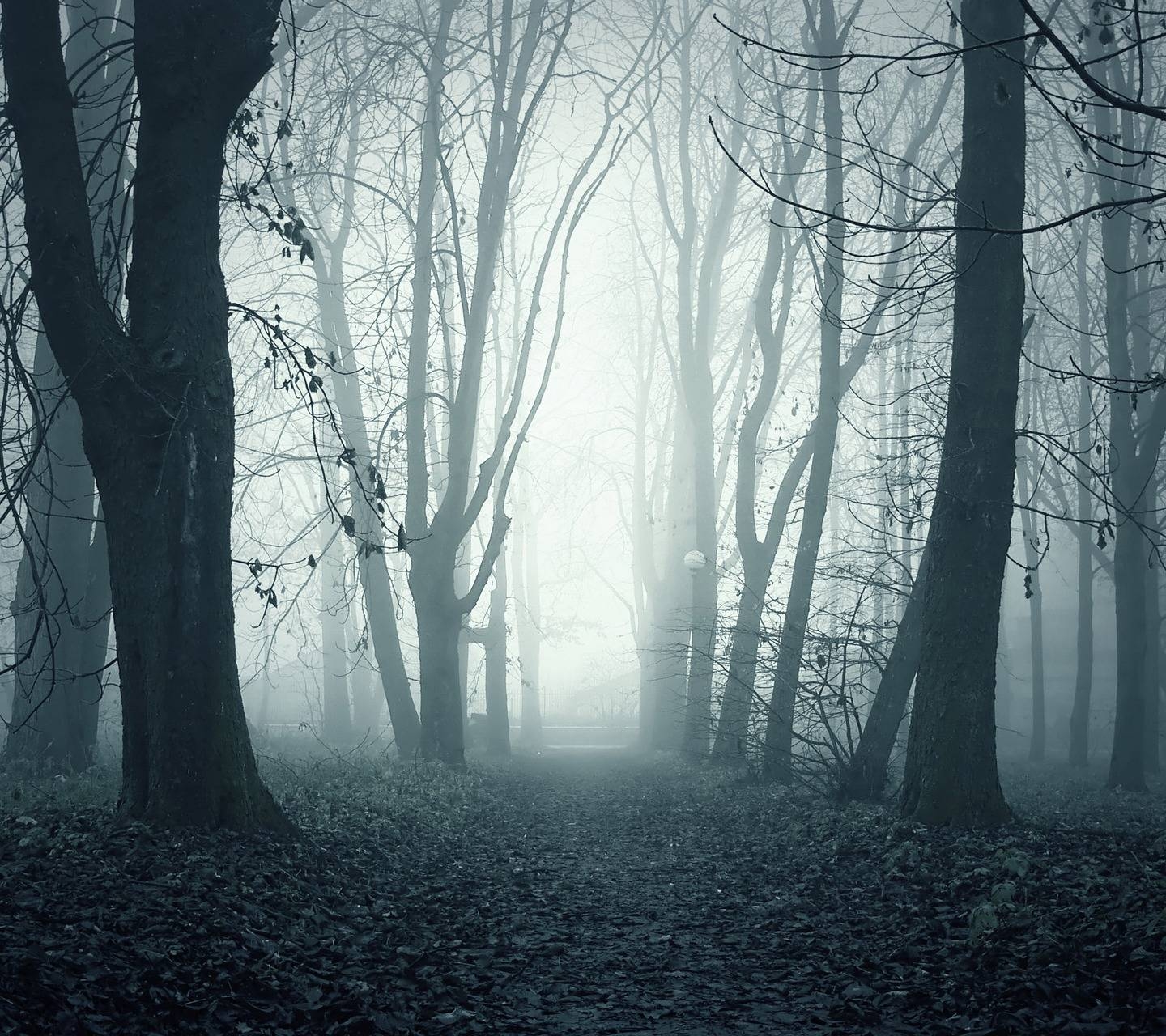 1440x1280 Foggy Forest Wallpaper, Desktop