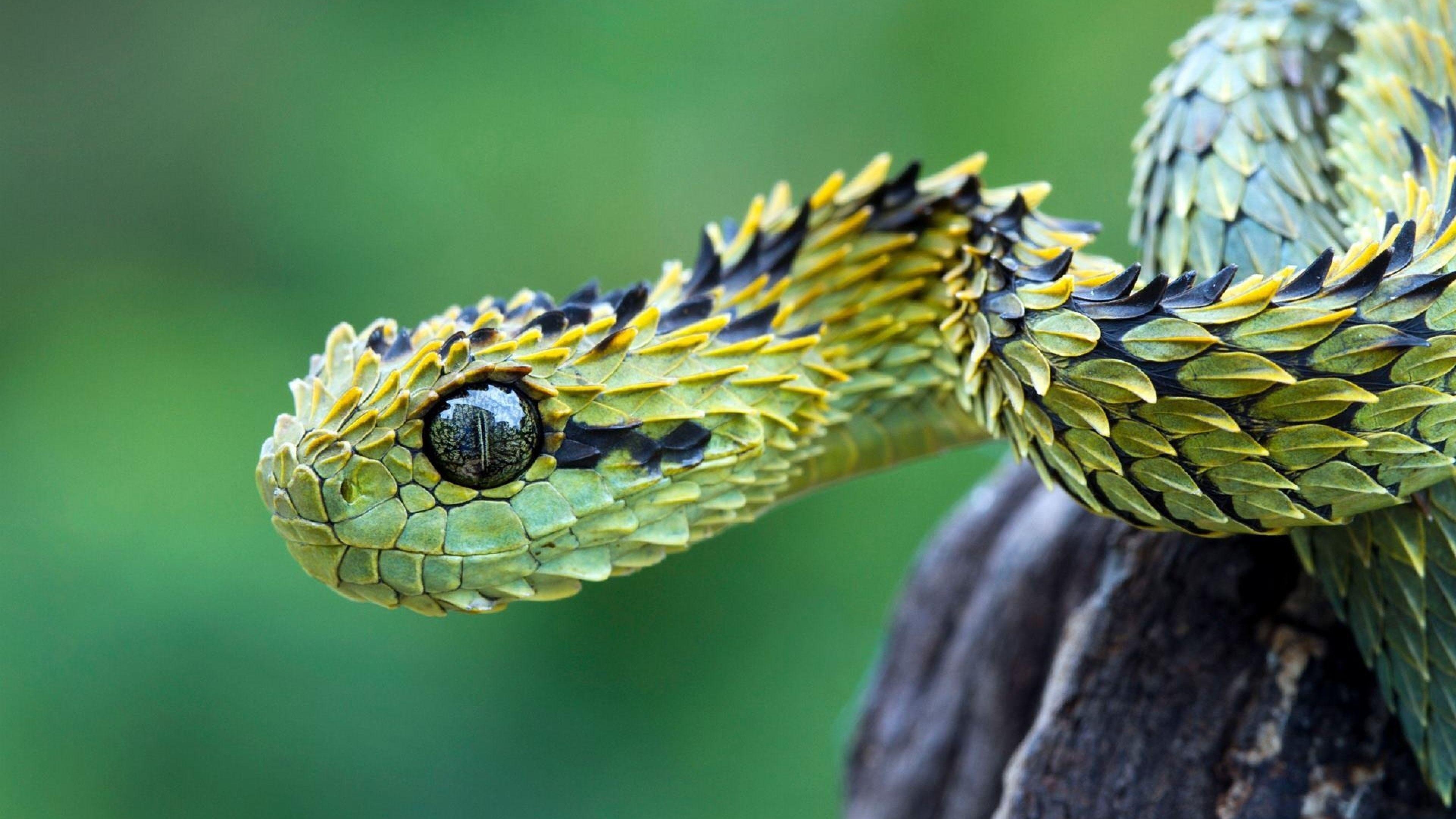 3840x2160 Download Wallpaper  Snake, Scales, Eyes 4K Ultra HD HD, Desktop