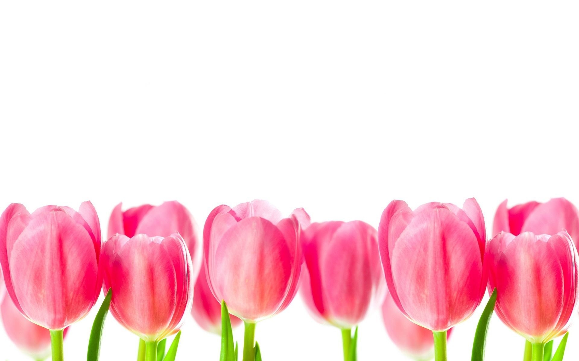 1920x1200 Tulips MacBook Wallpaper, Desktop