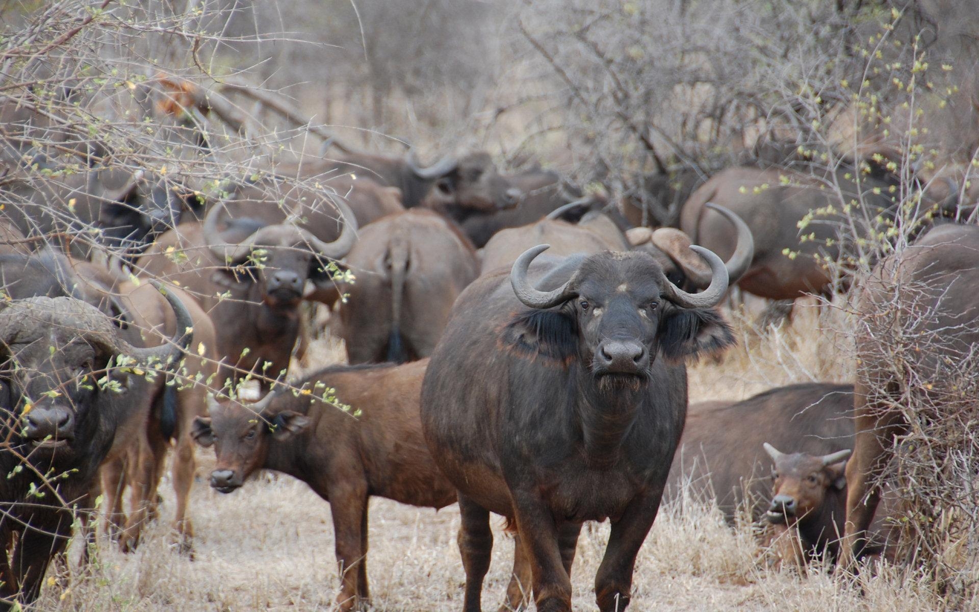 1920x1200 African Buffalo Wallpaper 7 X 1200, Desktop