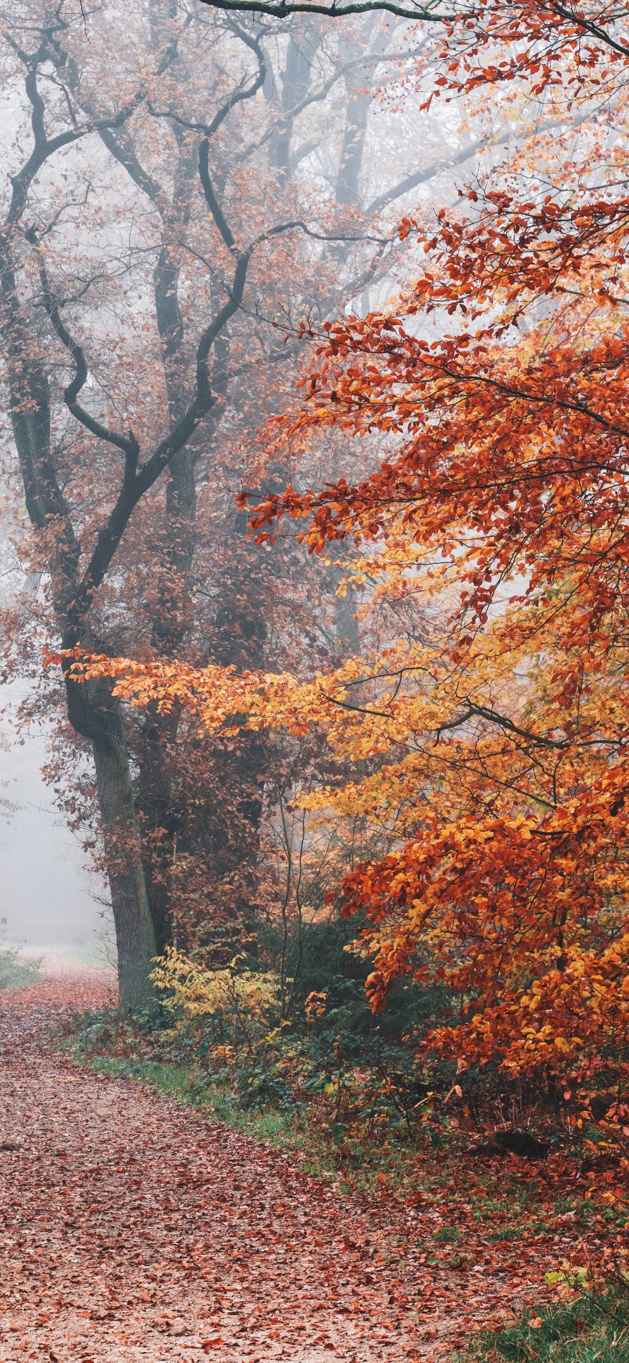 1250x2690 Autumn Wallpaper 4K, Forest, Fall Foliage, Trees, Foggy, Morning, 5K, Nature, Phone