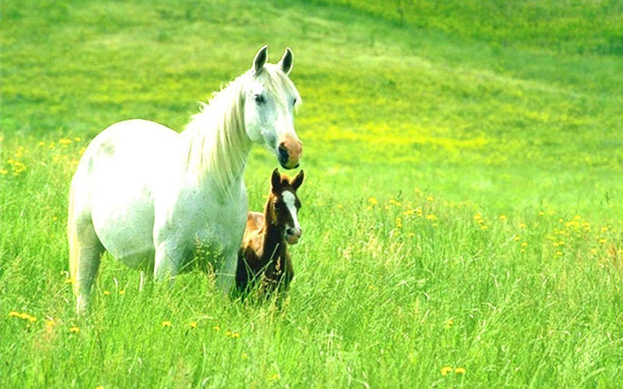 1280x800 White Horse Wallpaper 5, Desktop