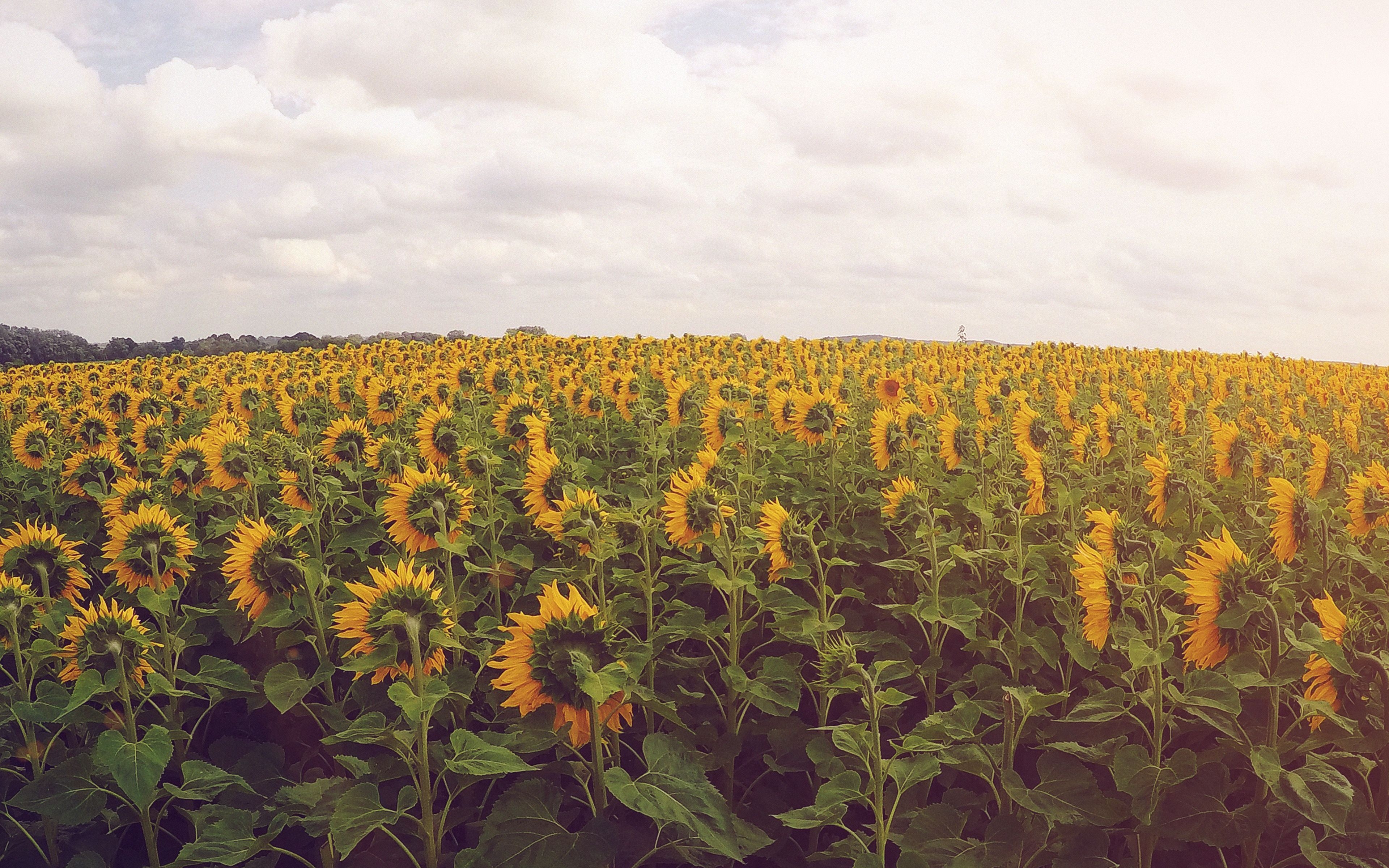 3840x2400 Sunflower Field Nature Flower Green Flare Wallpaper, Desktop