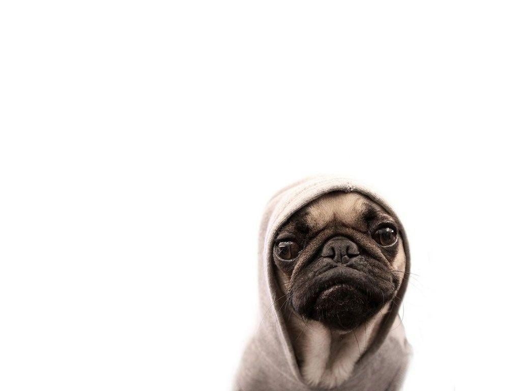 1030x770 Pug dog with hood wallpaper, Desktop