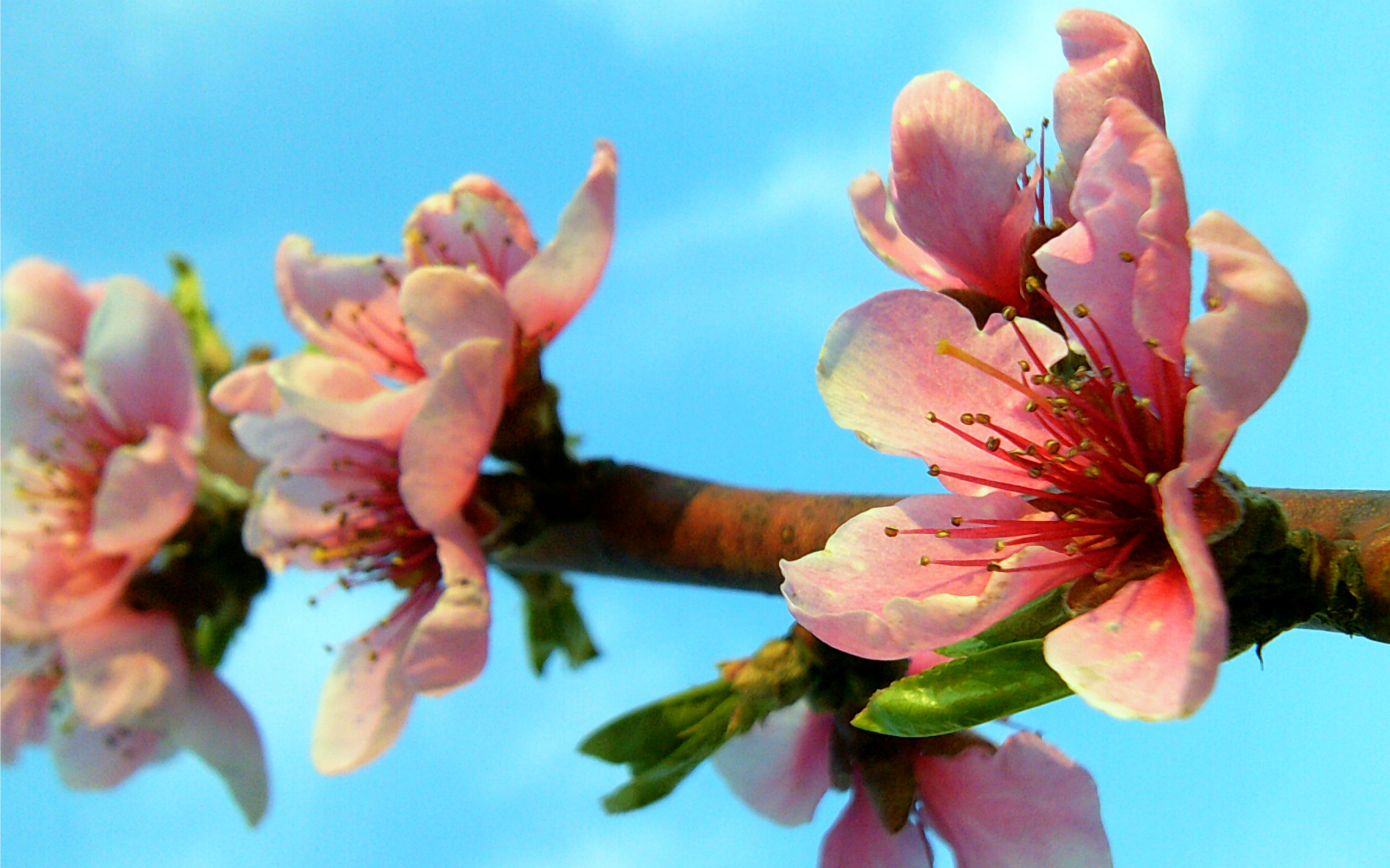 2560x1600 Spring Blossom YouTube Channel Cover, Desktop