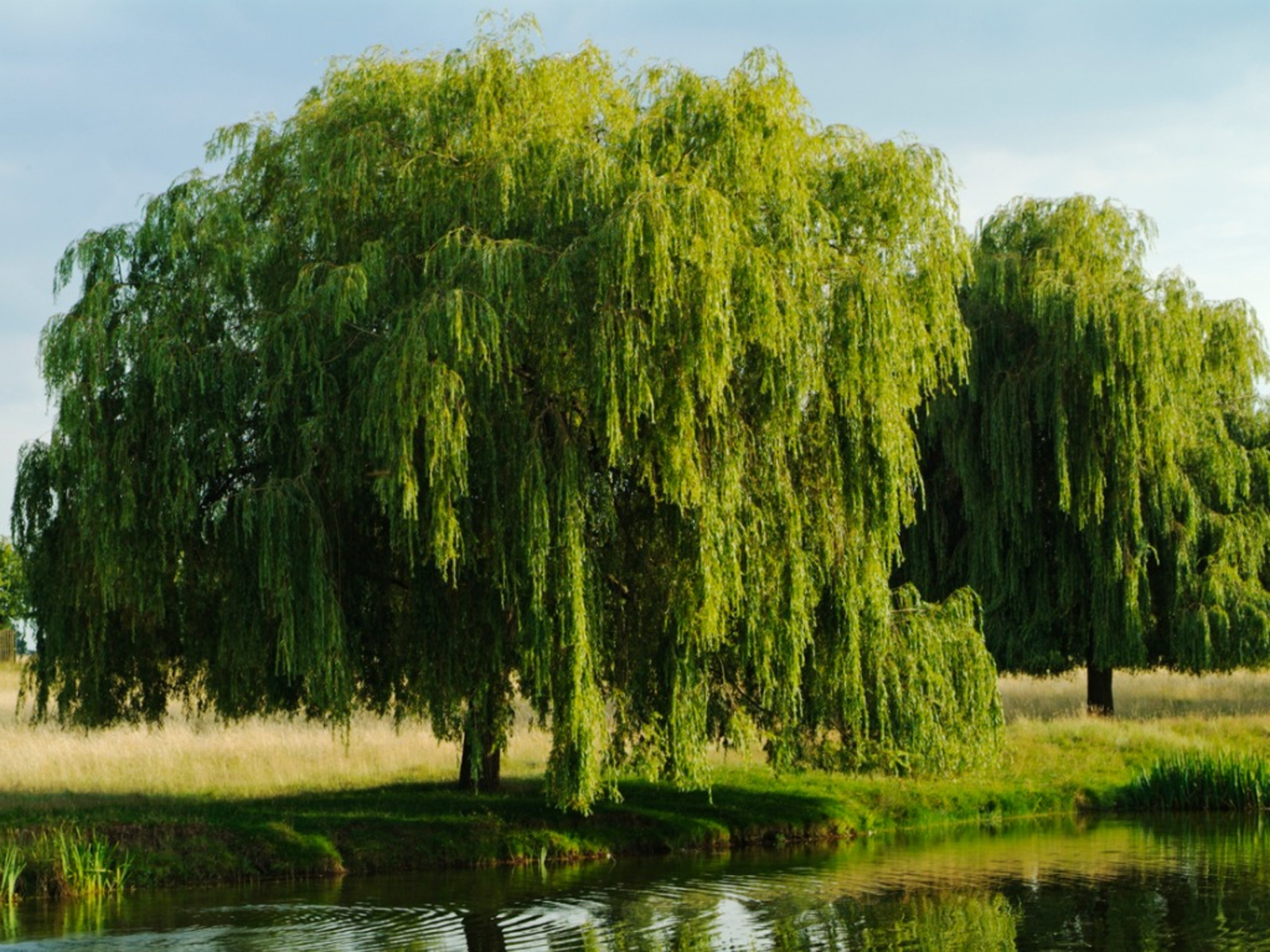 1600x1200 Willow Tree Care For Planting Willow Trees In The Landscape, Desktop