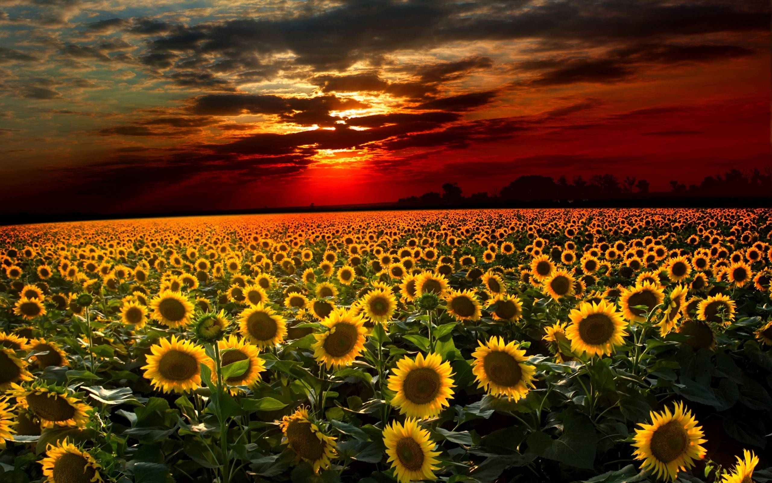 2560x1600 Flowers For > Orange Sunflowers Wallpaper, Desktop