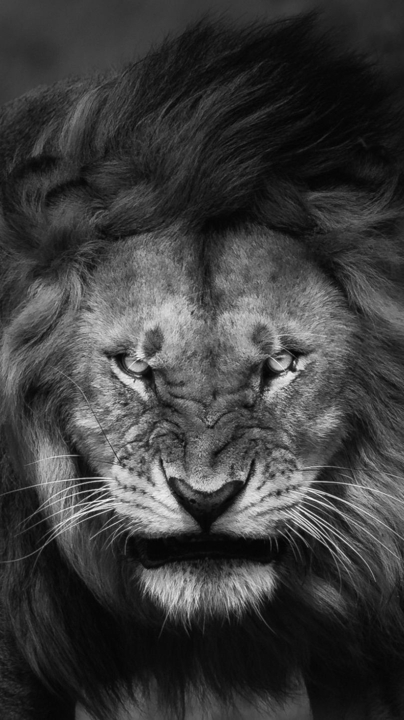 810x1440 Wallpaper iPhone Black Animated Lion, Phone