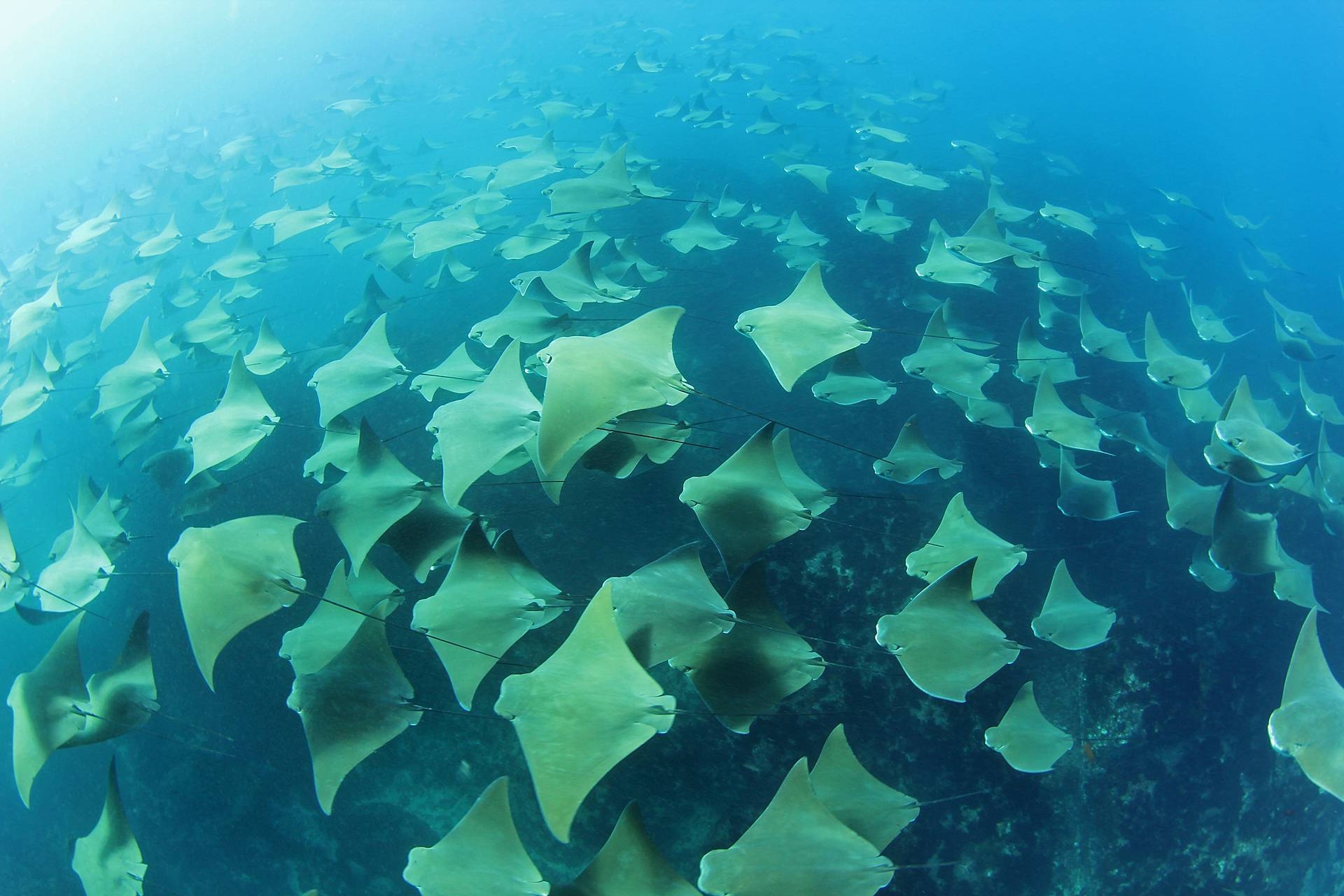 1920x1280 Stingray Underwater Ocean Blue wallpaperx1280, Desktop