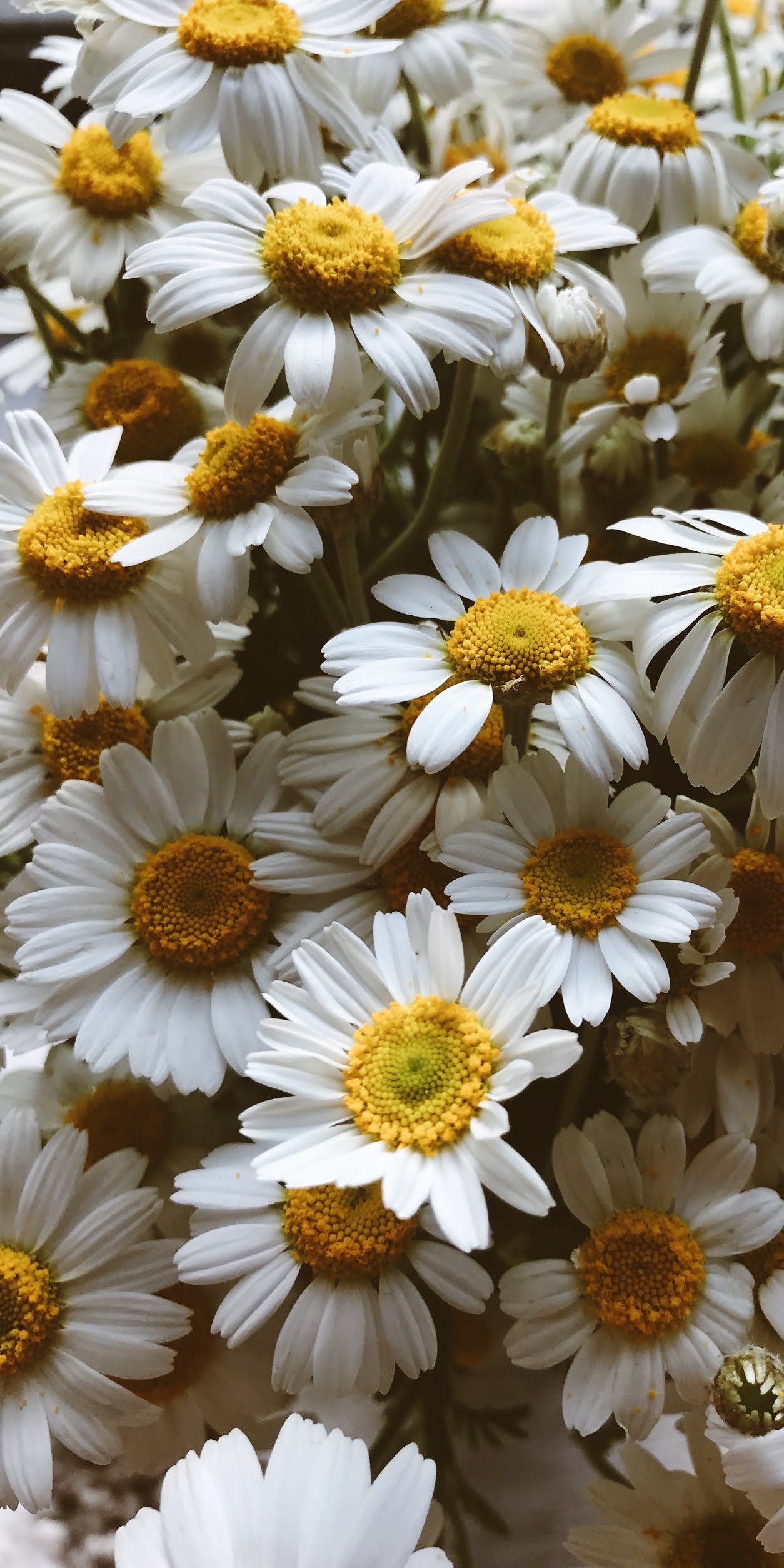 1260x2510 Daisy flowers, Phone