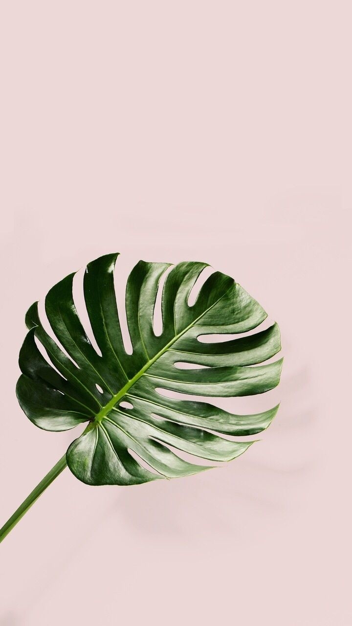 720x1280 Palm Leaves iPhone Wallpaper, HD Palm Leaves iPhone Background on WallpaperBat, Phone