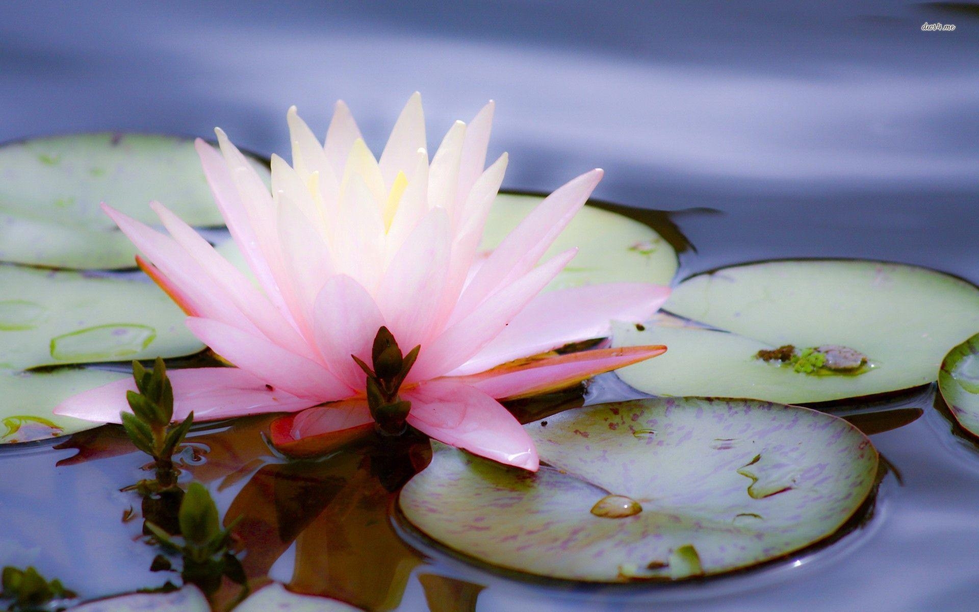 1920x1200 20862 Pink Water Lily 1920x, Desktop