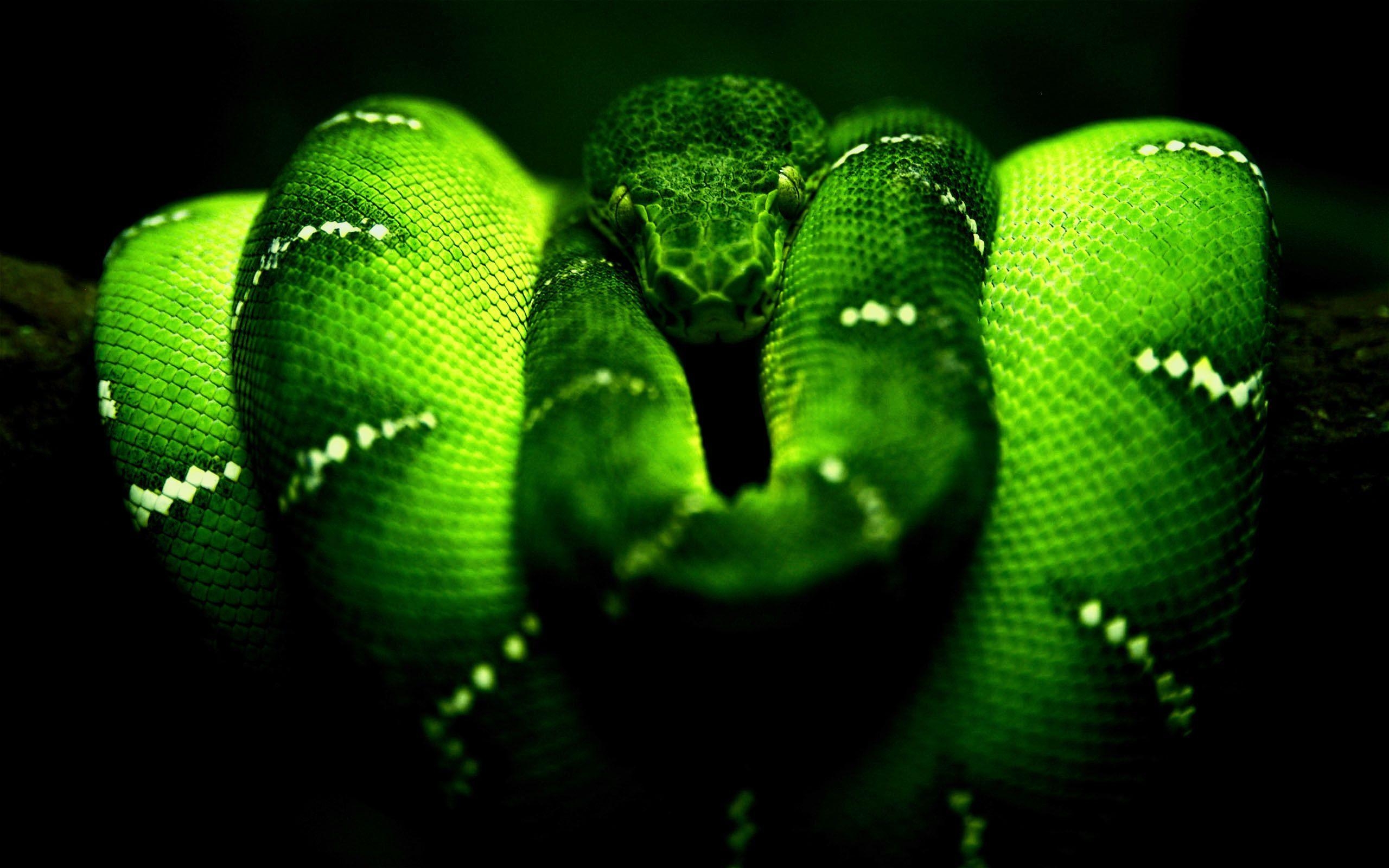 2560x1600 Snake Desktop Wallpaper. Snake HD Image, Desktop