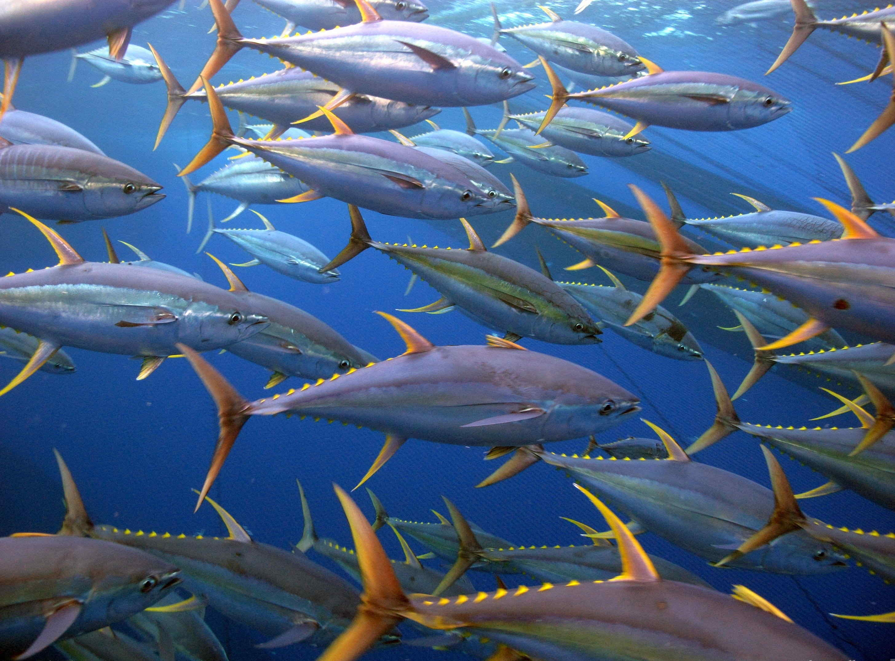 2920x2160 Tuna Fish Wallpaper Background & Wallpaper, Desktop