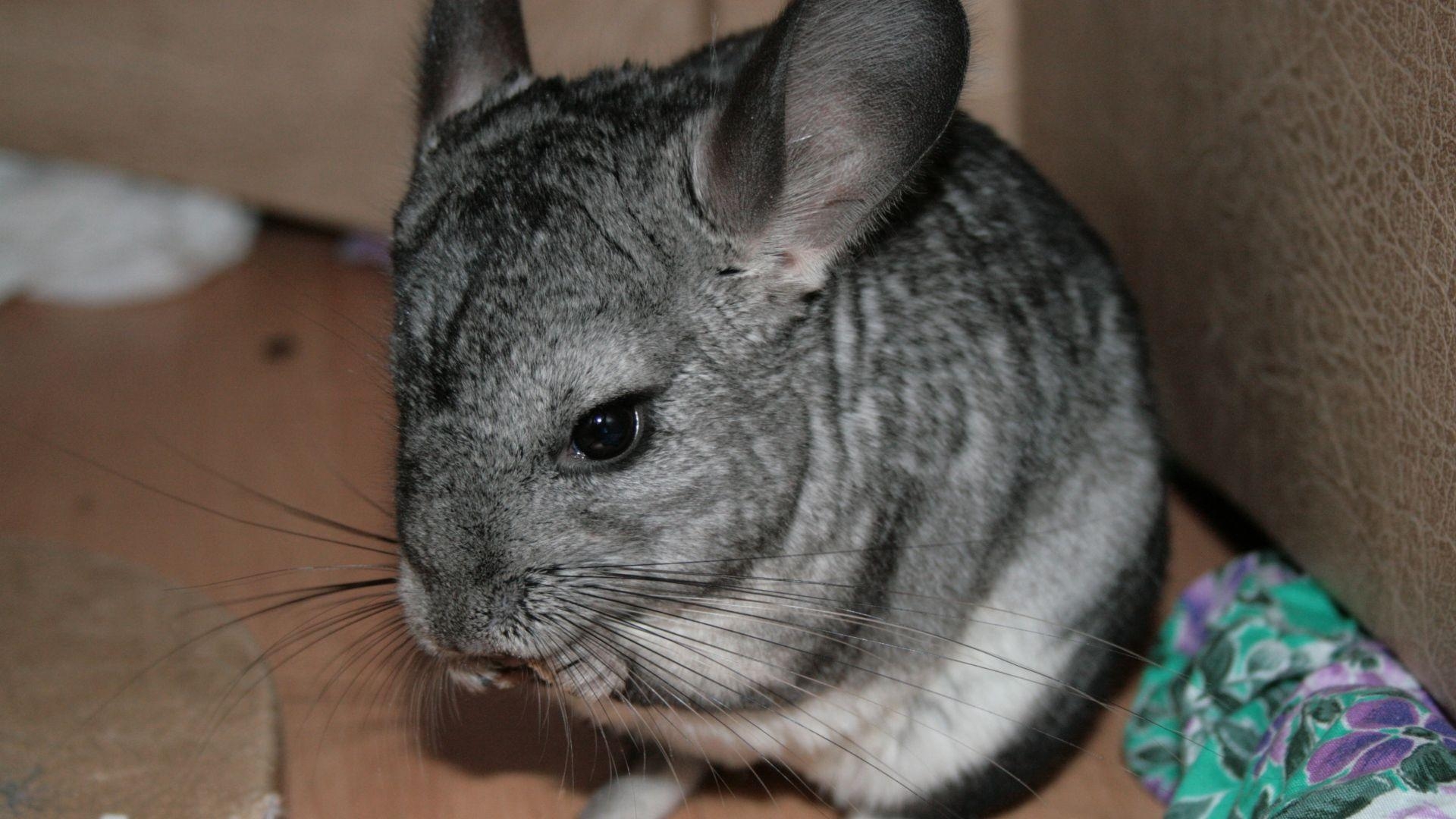 1920x1080 Download Wallpaper  Chinchilla, Beautiful, Legs, Animal, Desktop