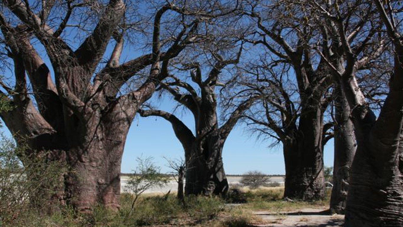 1370x770 Nxai Pan in Nxai Pan National Park, Botswana, Desktop