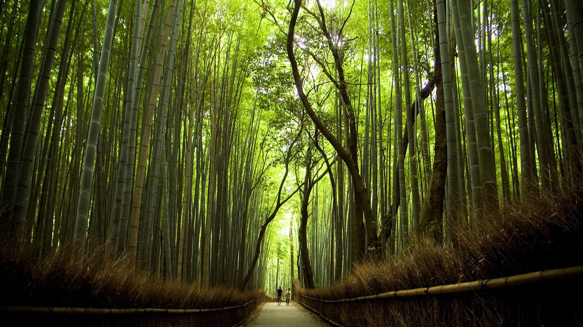 1920x1080 Wallpaper Sagano Bamboo Forest in Japan []. High Quality, Desktop