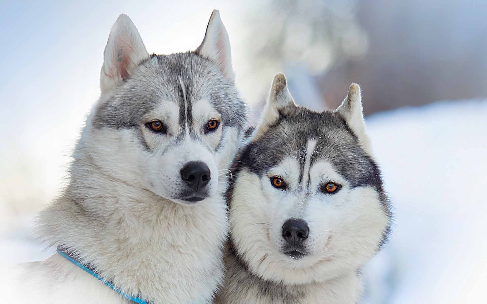 1920x1200 Siberian Husky Snow Wallpaper, Desktop