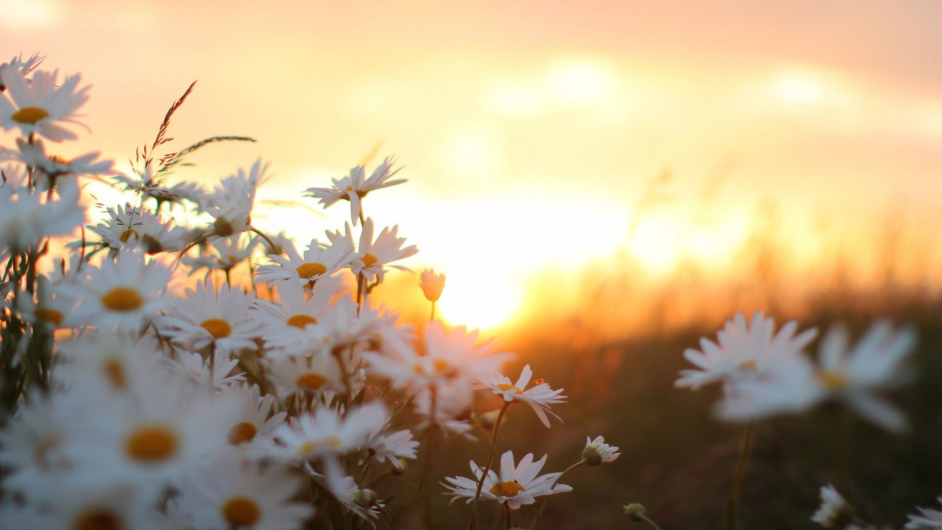 1920x1080 Download wallpaper  daisies, flowers, blur full hd, hdtv, fhd, 1080p HD background, Desktop