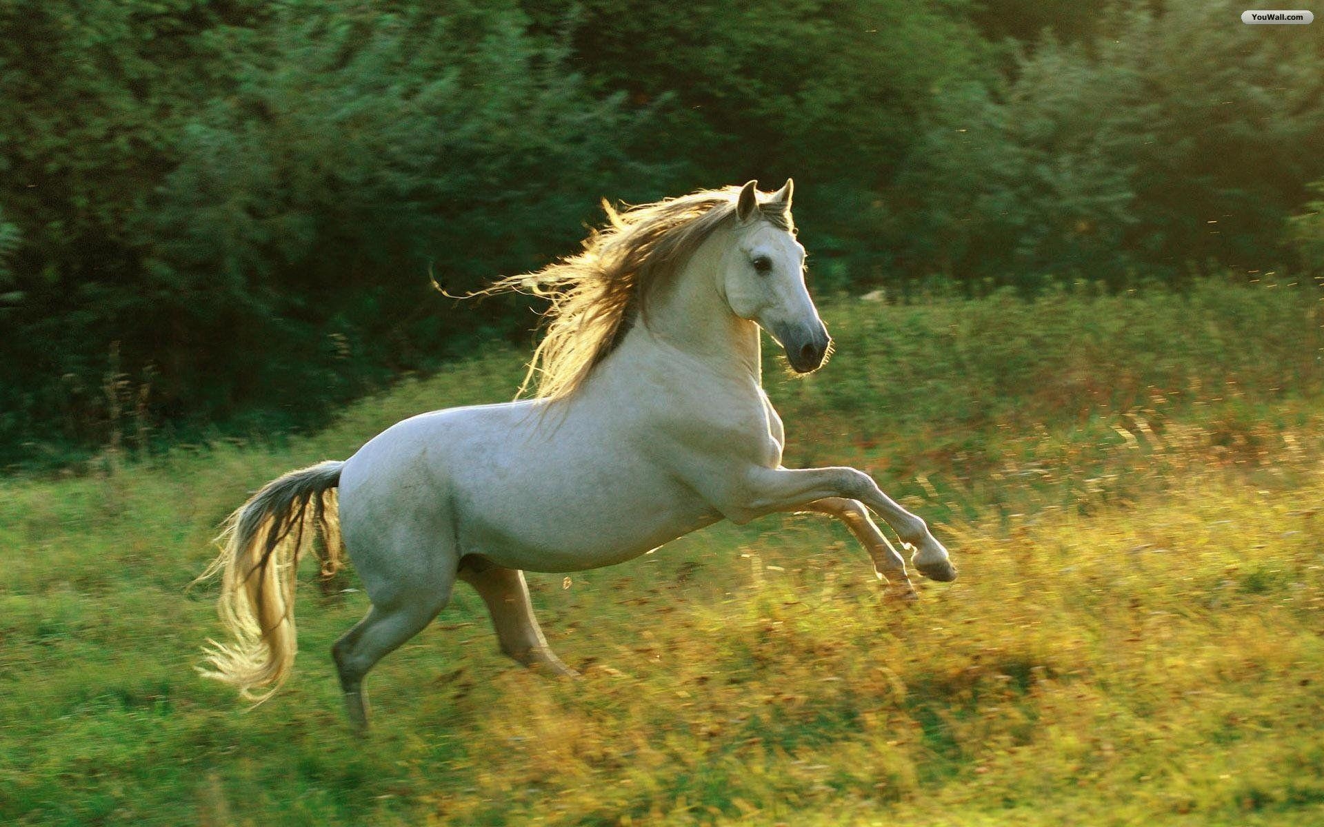 1920x1200 White Horse HD PC Wallpaper Wallpaper Inn, Desktop