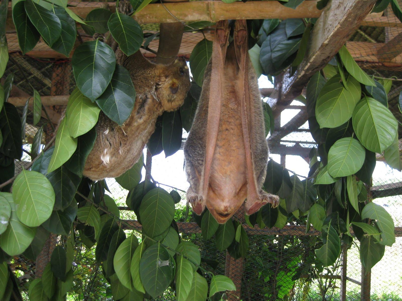 1600x1200 Colugo: Amazing Asian Flying Lemur • Lazer Horse, Desktop