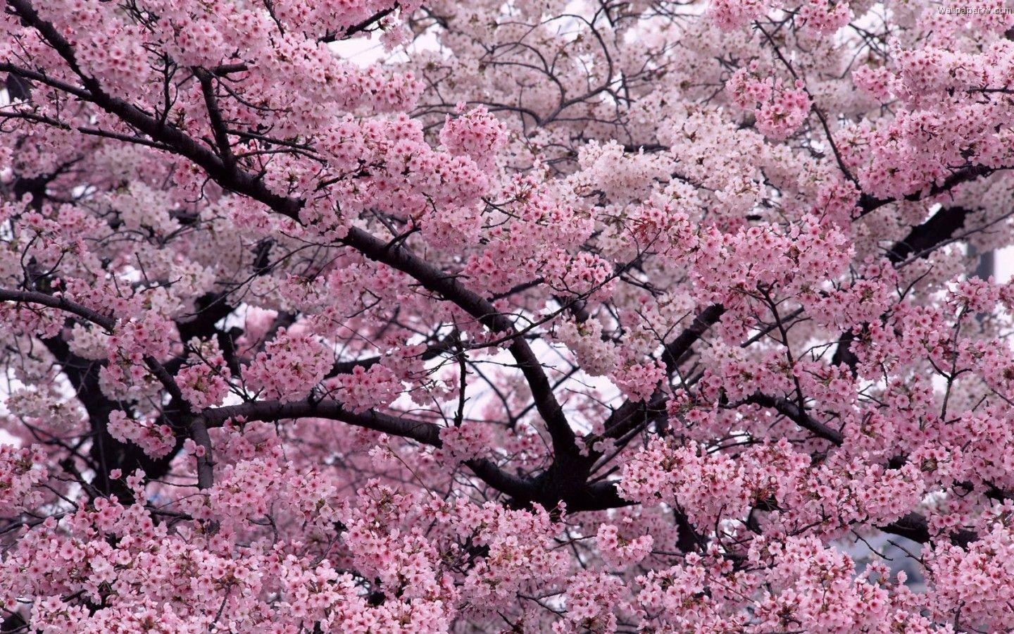 1440x900 Pc Wallpaper Pink Flowers Tree Pixels Tagged Flower Wallpaper, HQ, Desktop