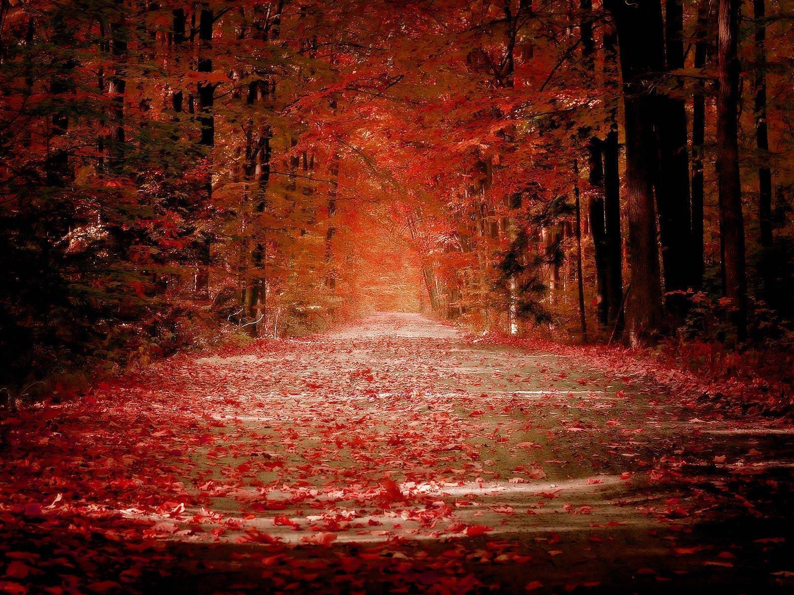 1600x1200 Free Wallpaper Autumn Forest Leaves wallpaper, Desktop