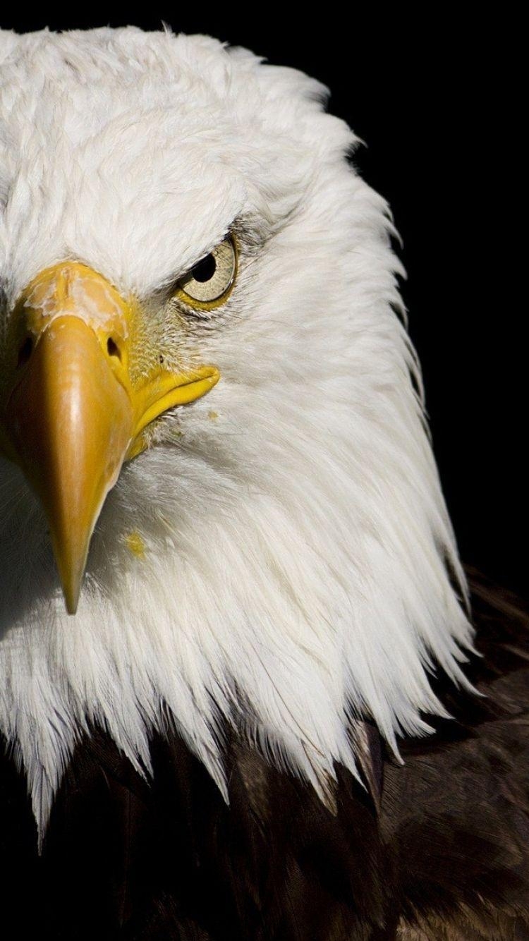 750x1340 Bald Eagle Wallpaper, Phone