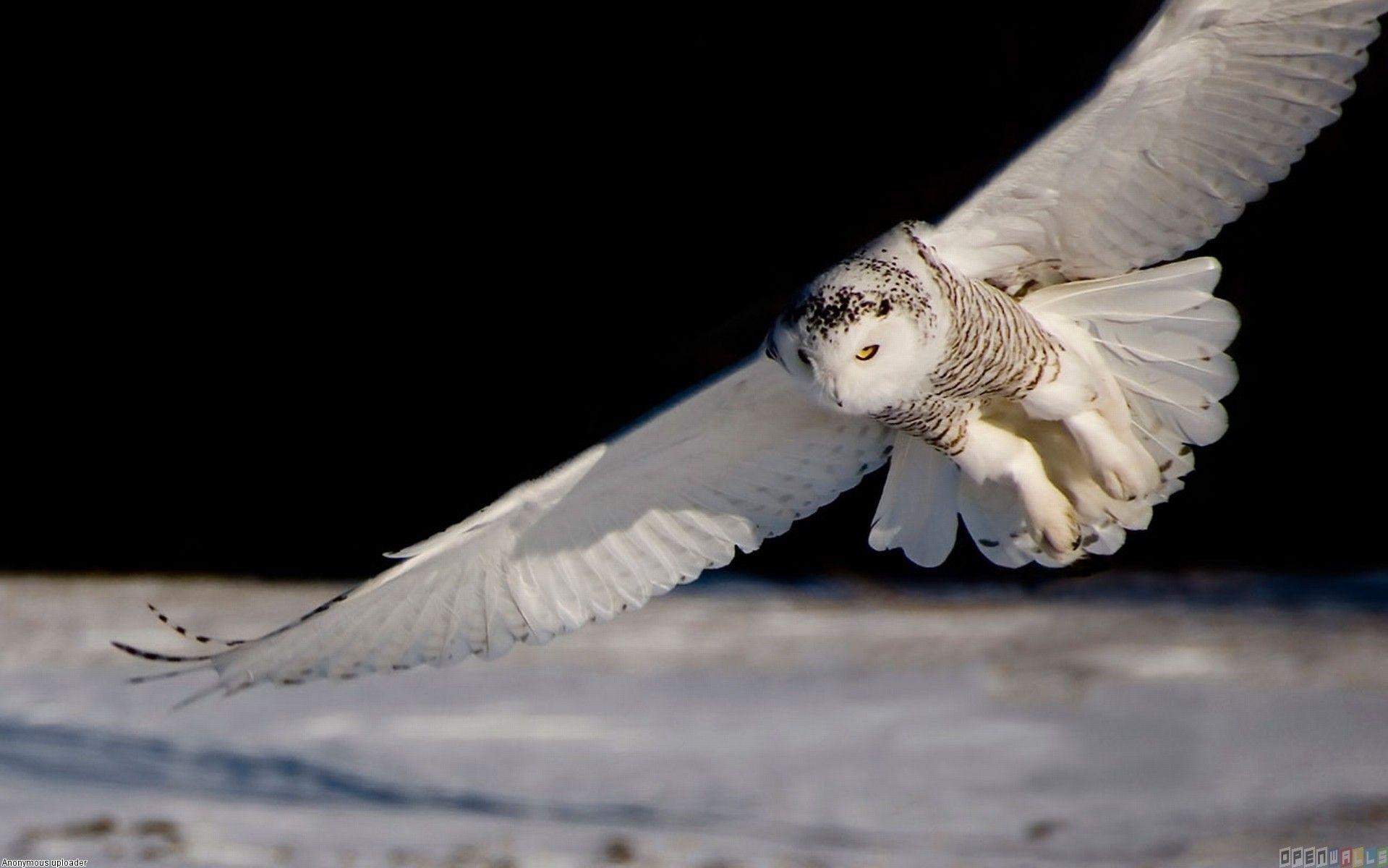 1920x1200 Animals For > Flying White Owl Wallpaper, Desktop