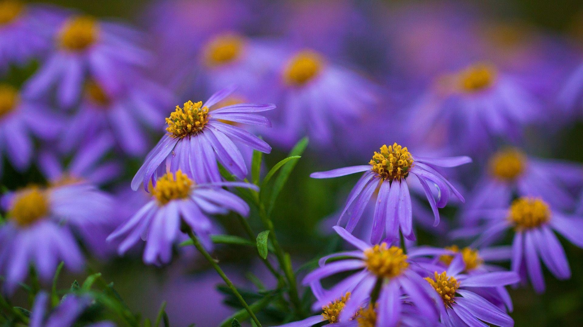 1920x1080 Beautiful Purple Flowers Picture HD Image 3 HD Wallpaper. lzamgs, Desktop