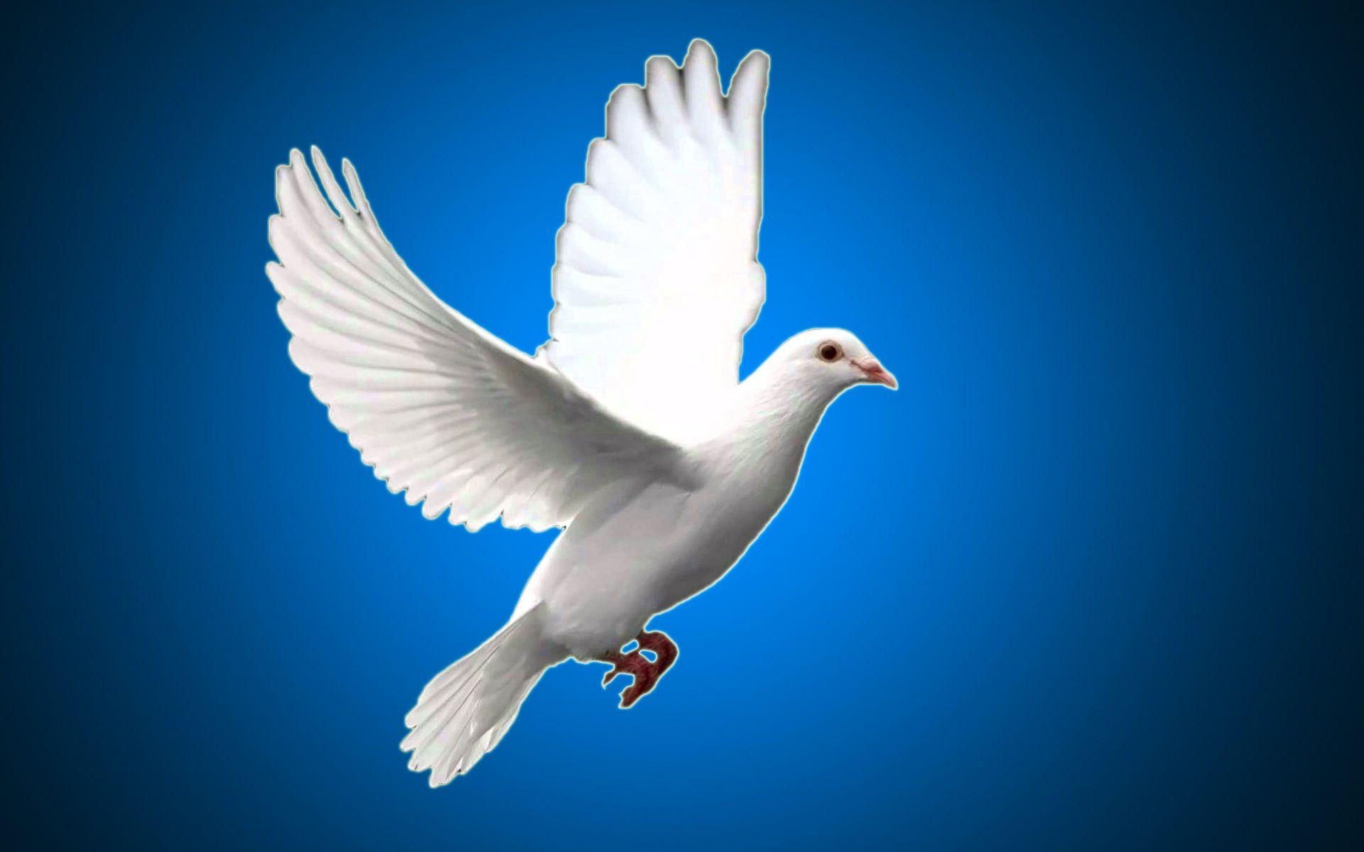 1920x1200 White pigeon bird wallpaper. Beautiful HD wallpaper. Bird. Pigeon, Desktop