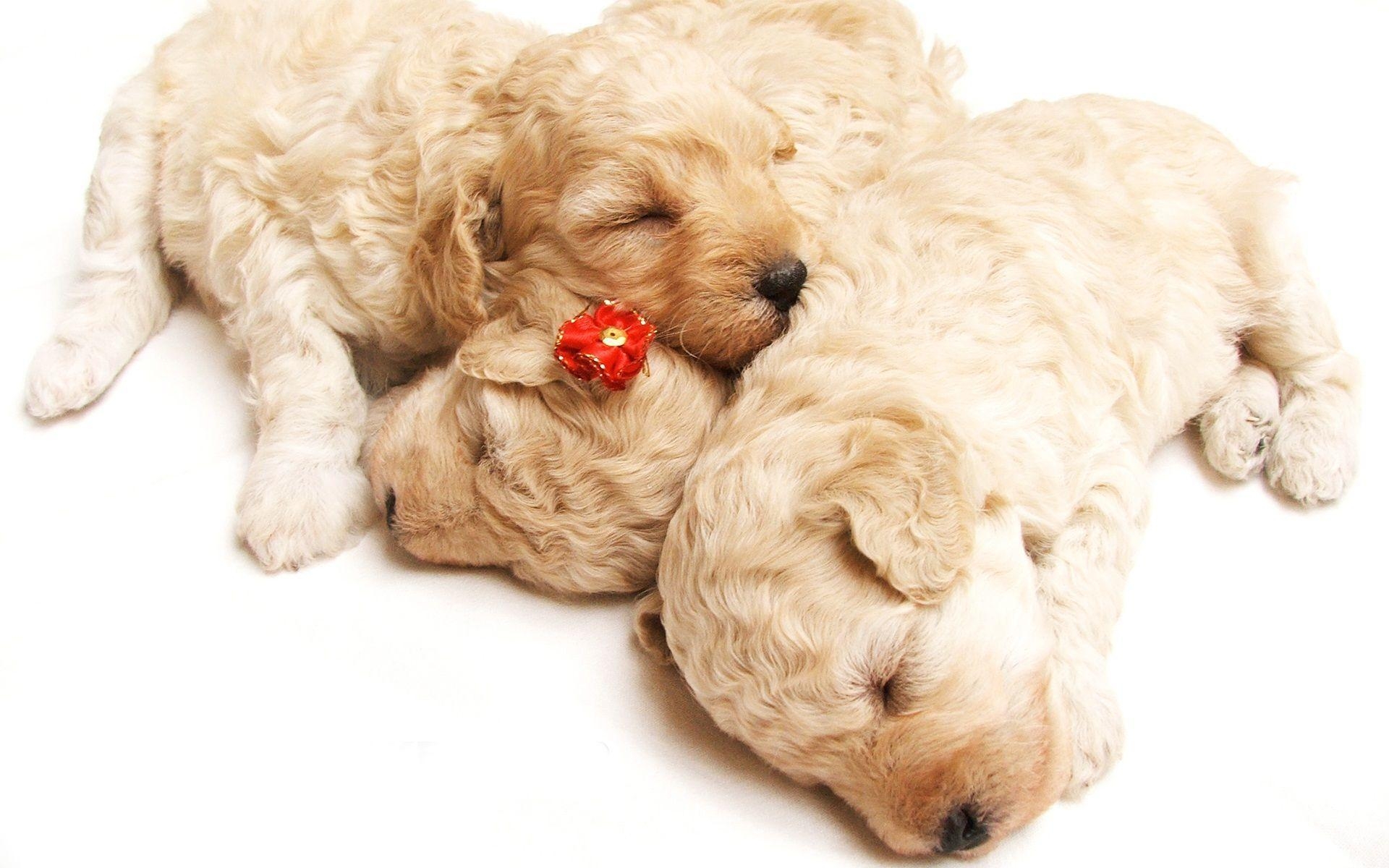 1920x1200 Cute Sleeping Puppies Wallpaper, Desktop