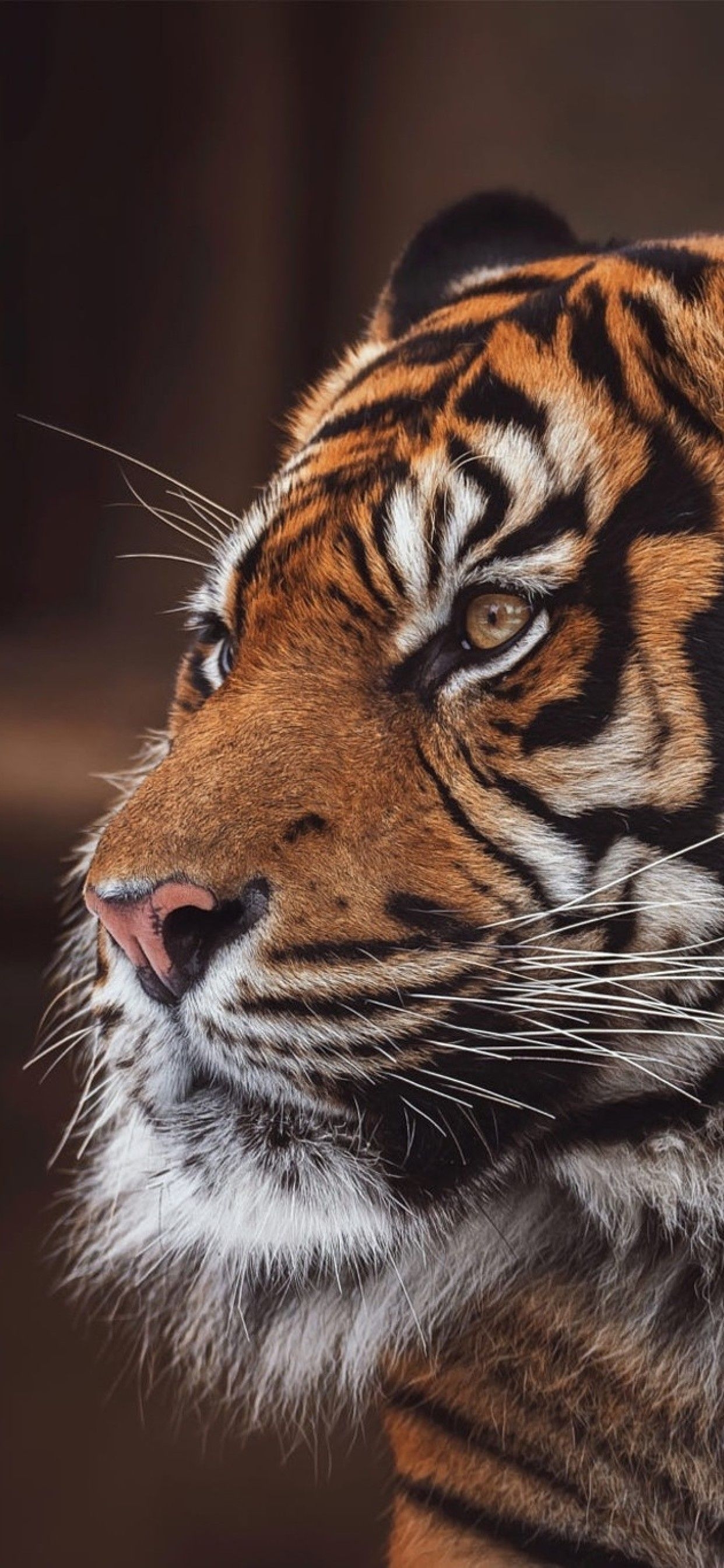 1250x2690 Tiger iPhone HD Wallpaper Free Tiger iPhone HD Background, Phone