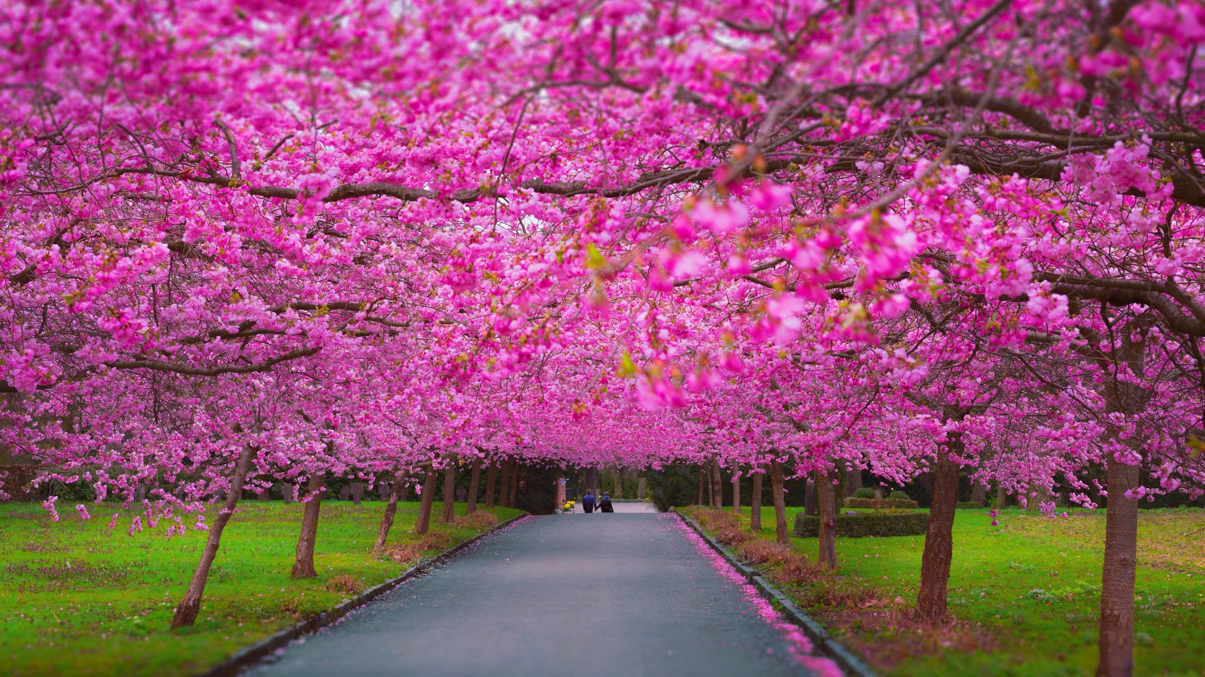 3840x2160 Wallpaper trees, 4k, 5k wallpaper, sakura, spring, Nature, Desktop