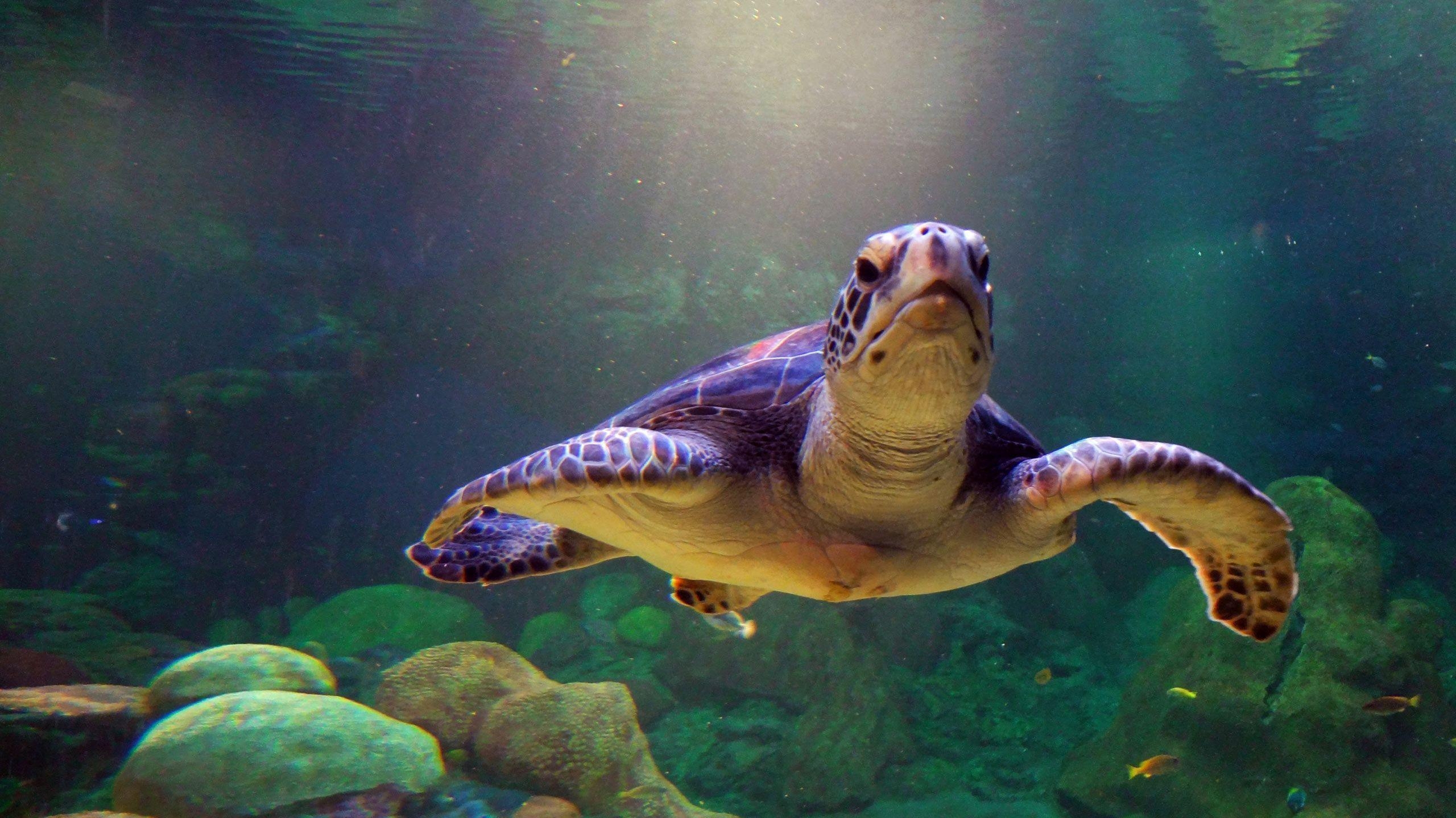 2560x1440 Turtle Wallpaper 4654  px, Desktop