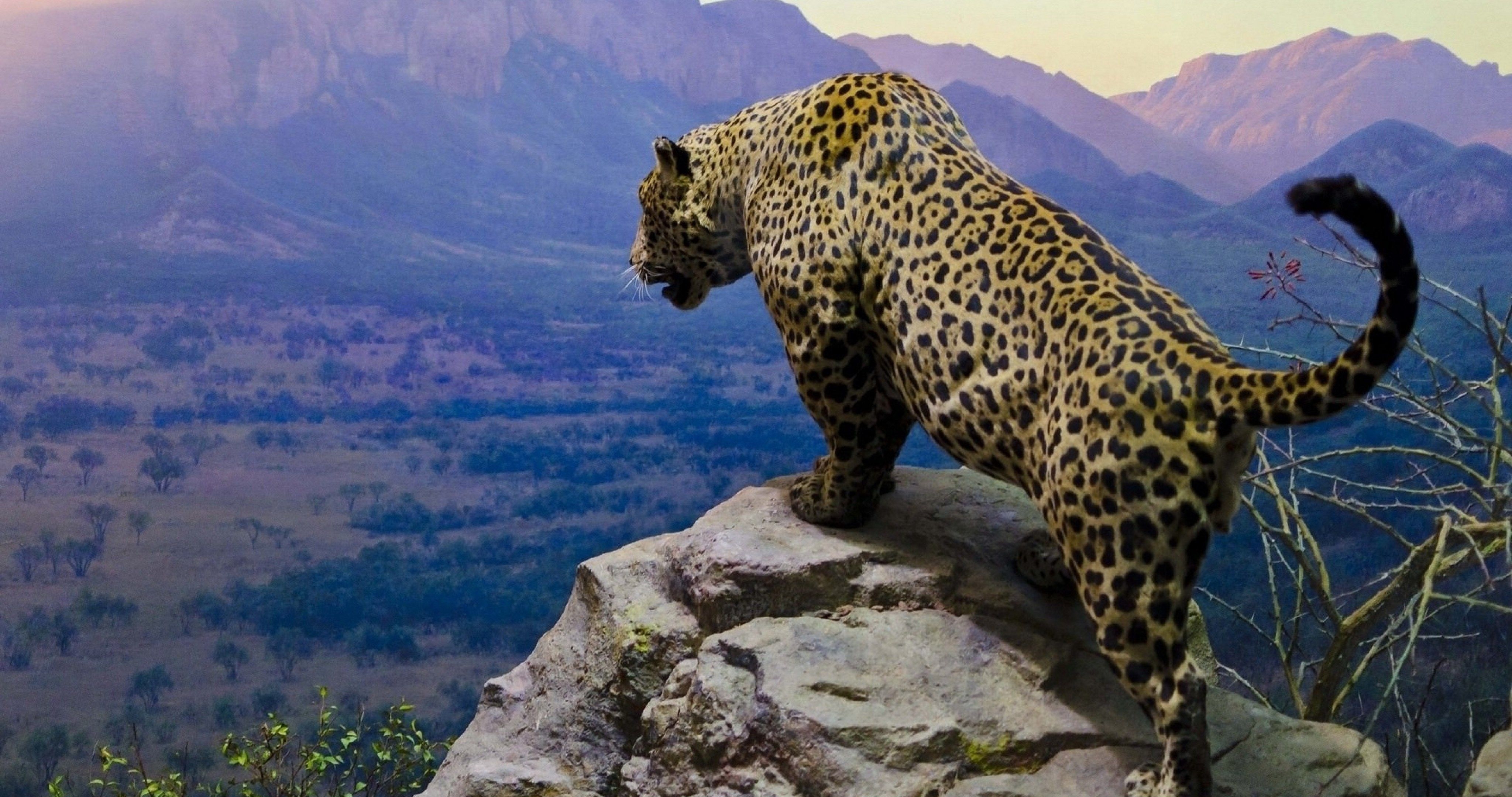 4100x2160 jaguar in mountains 4k ultra HD wallpaper High quality walls, Desktop