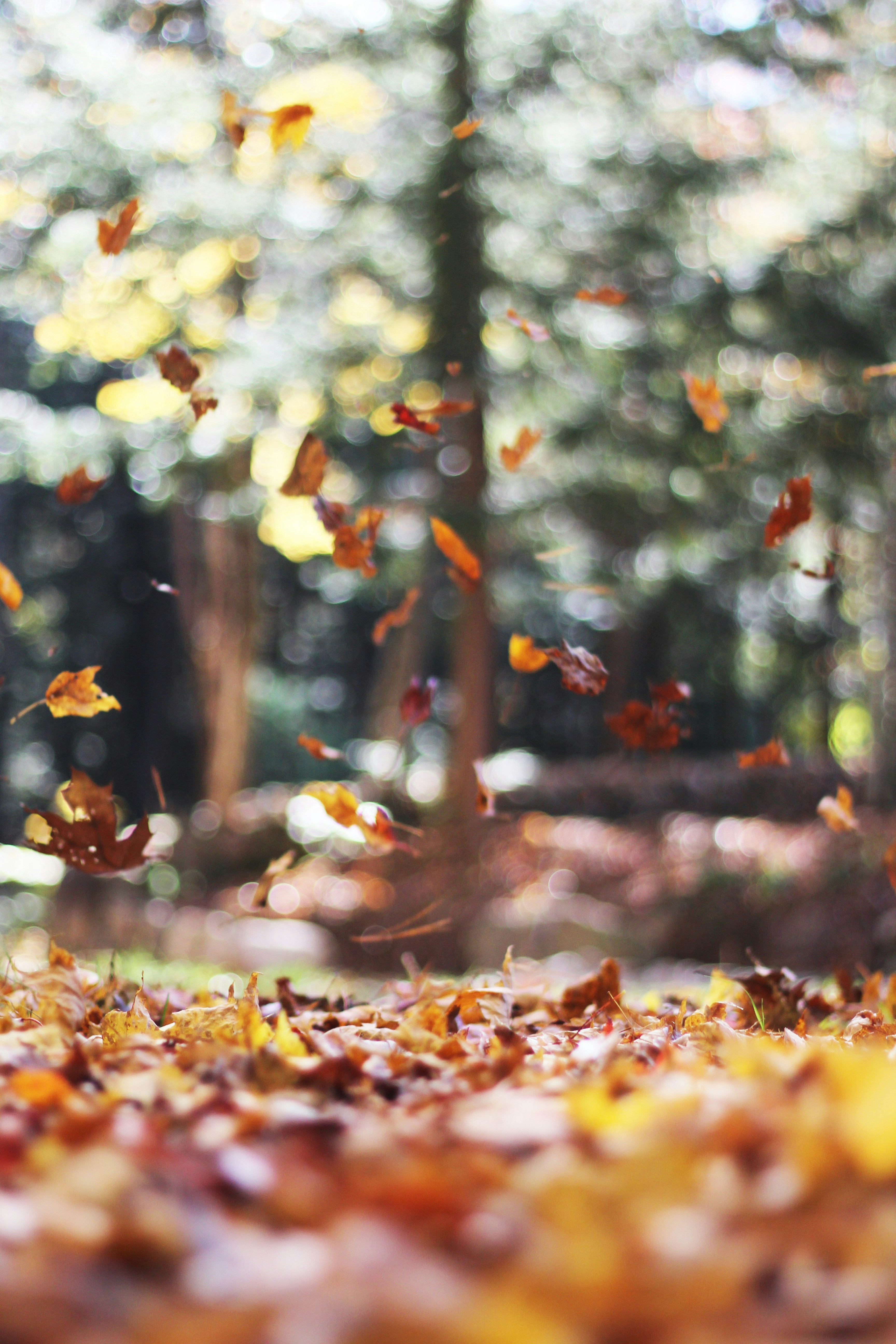 3460x5190 Autumn Wallpaper: Free HD Download, Phone