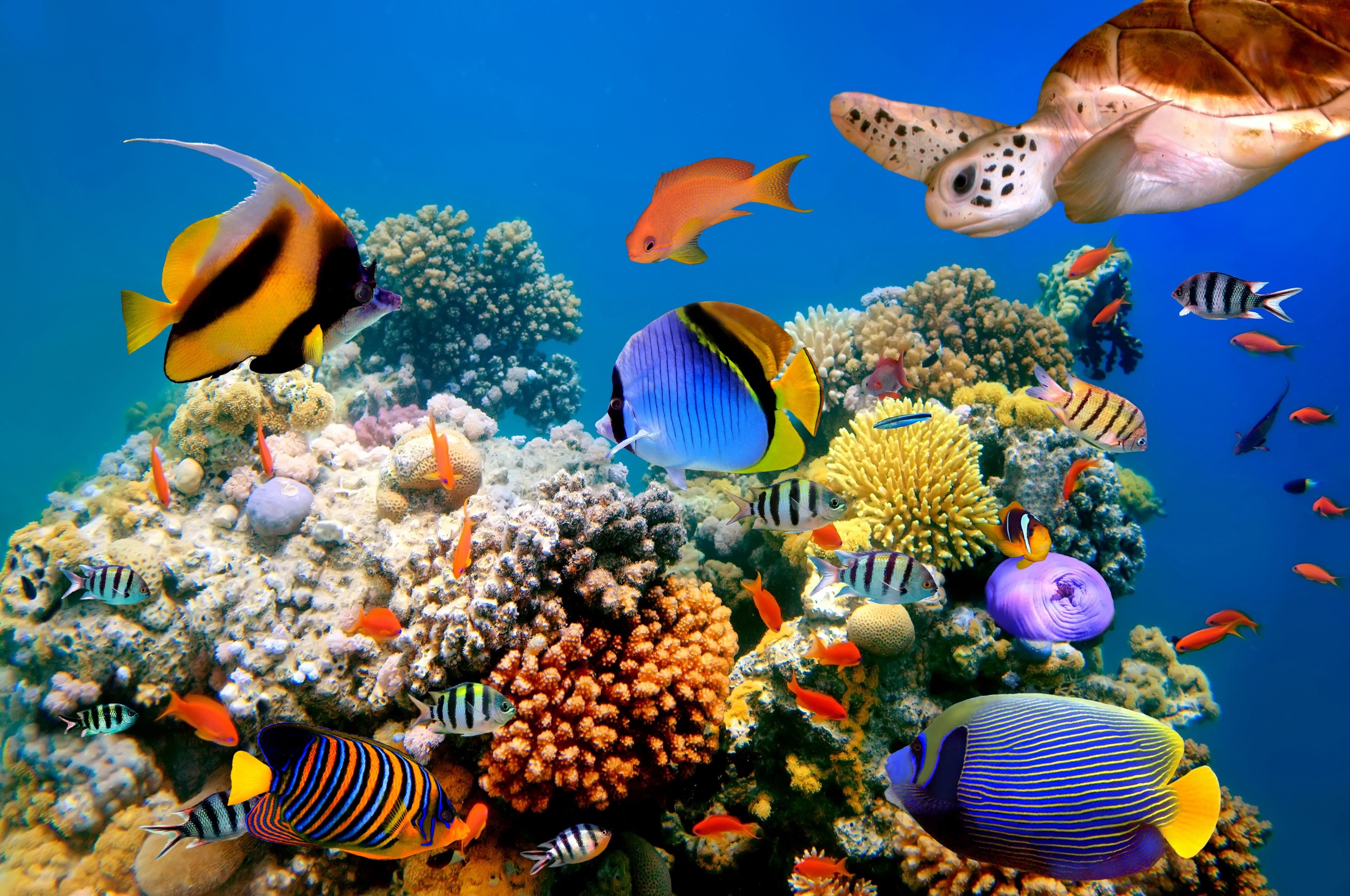 4000x2660 Wallpaper / coral, reef, underwater, sea, 4K, world, corals, tropical, fish, ocean, turtles free download, Desktop